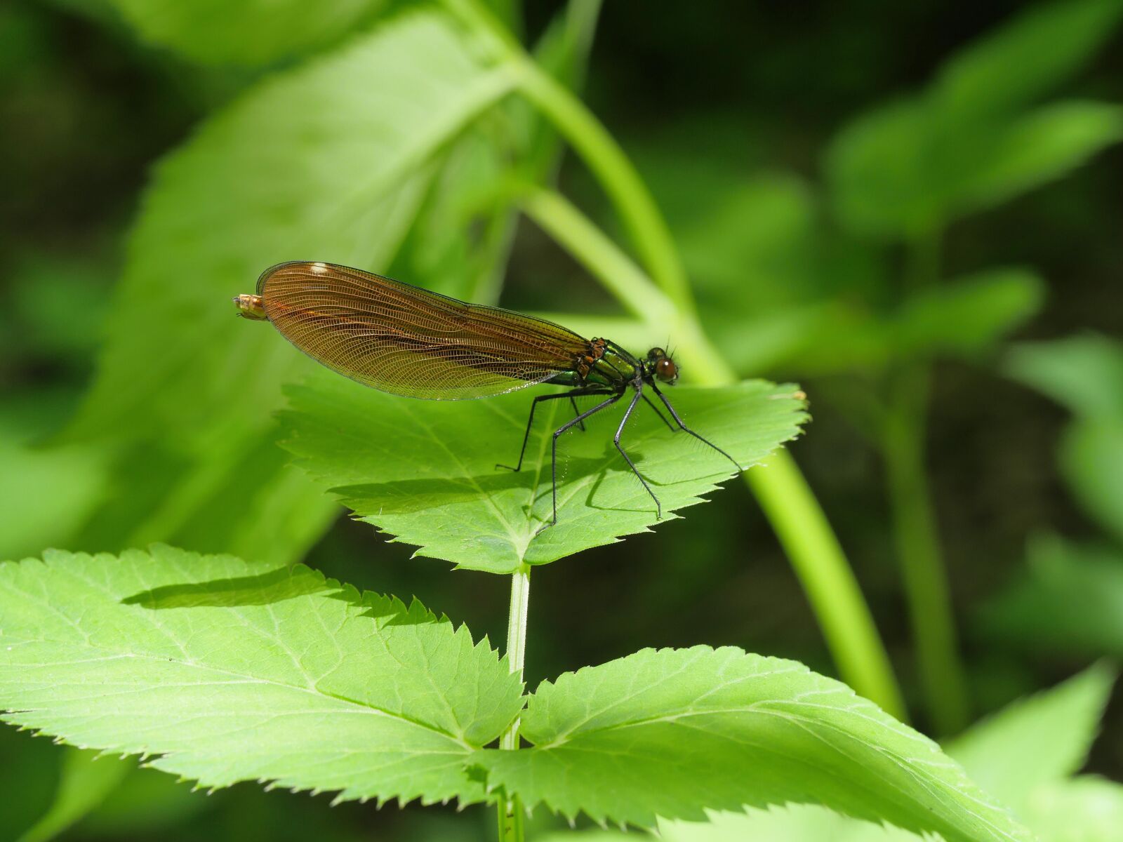 Panasonic Lumix DMC-GX8 sample photo. Dragonfly, green, nature photography