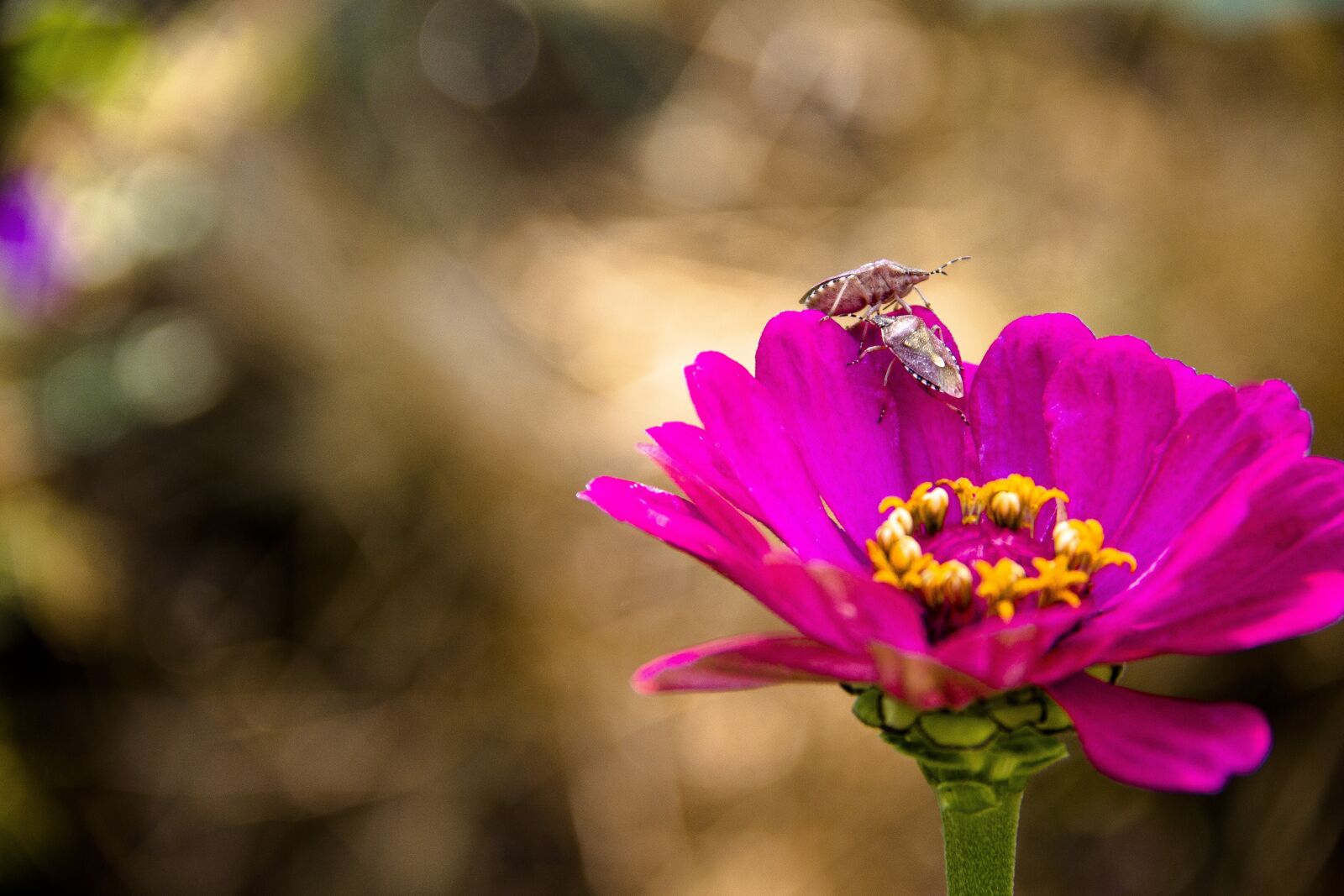 Canon EOS 650D (EOS Rebel T4i / EOS Kiss X6i) sample photo. Bug, beetle, nature photography
