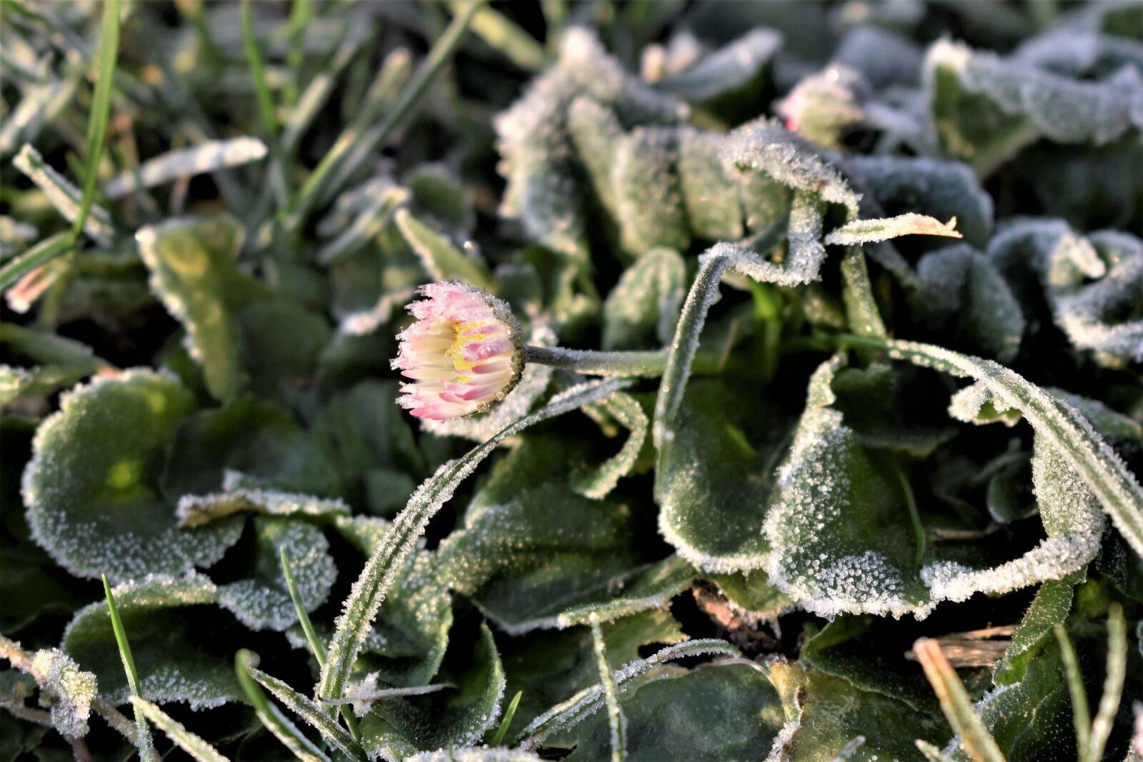 Nikon D5500 sample photo. Flower, frozen, meadow photography