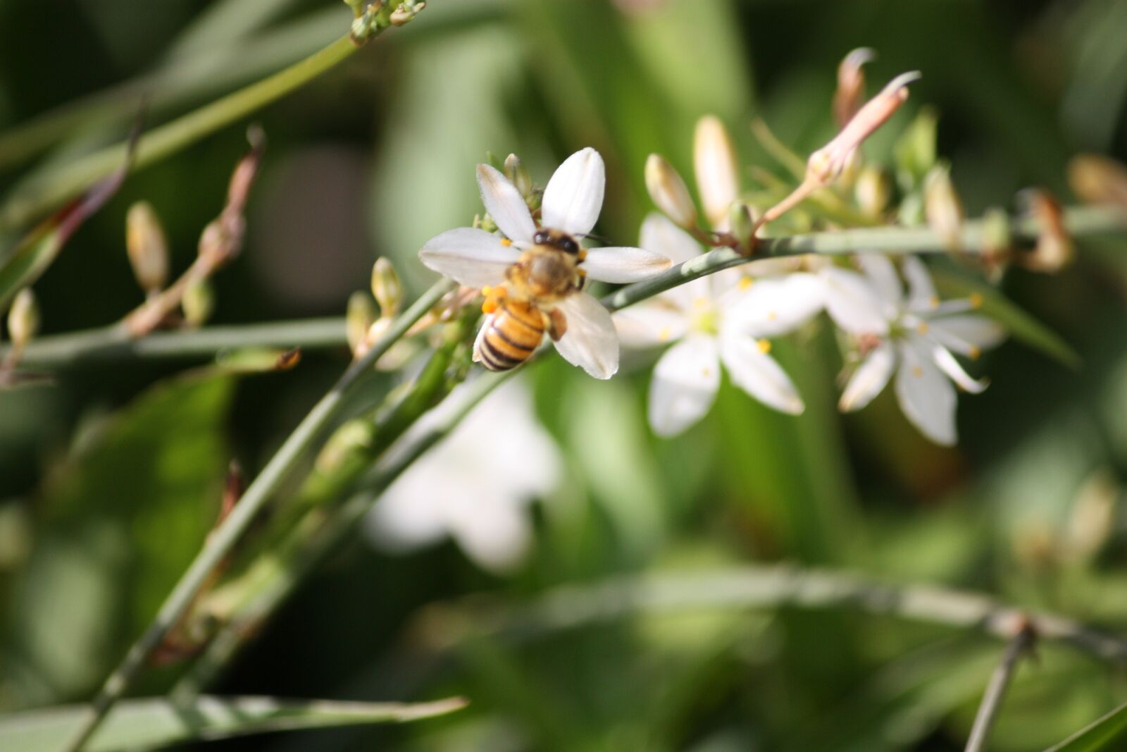 Canon EOS 450D (EOS Rebel XSi / EOS Kiss X2) sample photo. Bee, pollination, insect photography