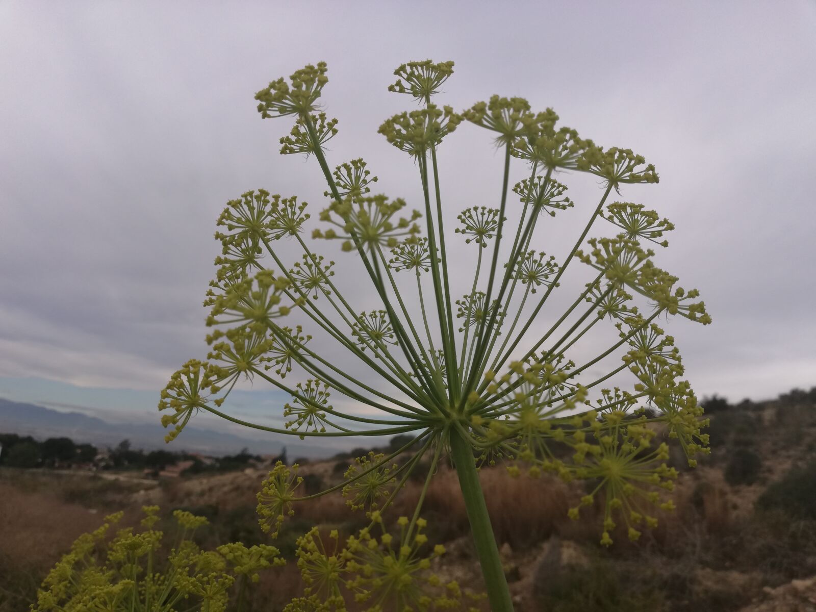 HUAWEI Mate 10 Lite sample photo. Murcia, nature, life photography