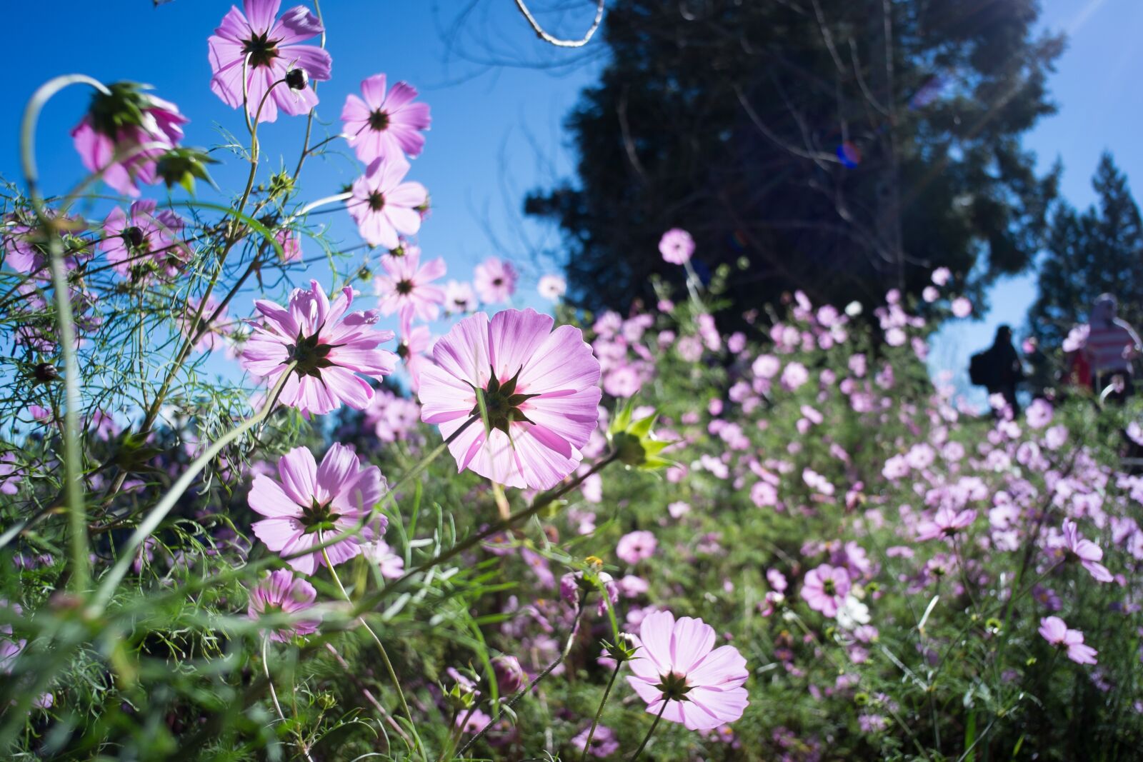 Fujifilm X-E1 sample photo. Cosmos, fushoushan, morning photography