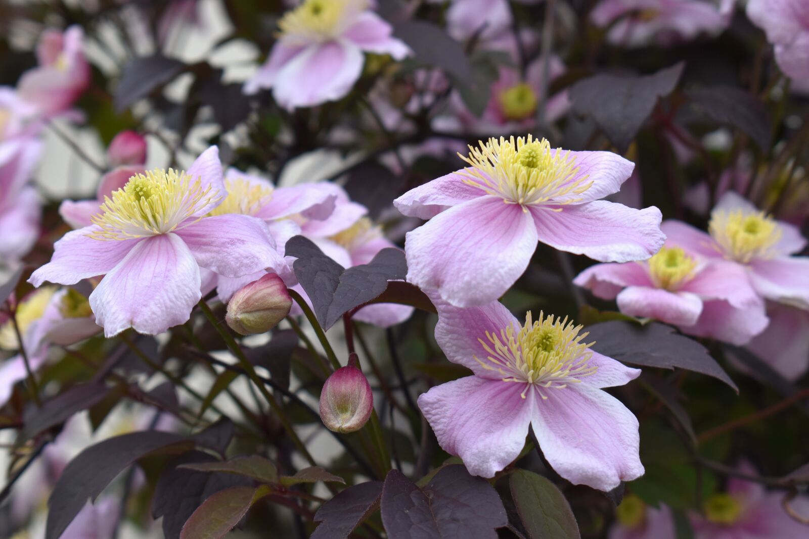 Nikon D5600 sample photo. Clematis, flowers, plants photography