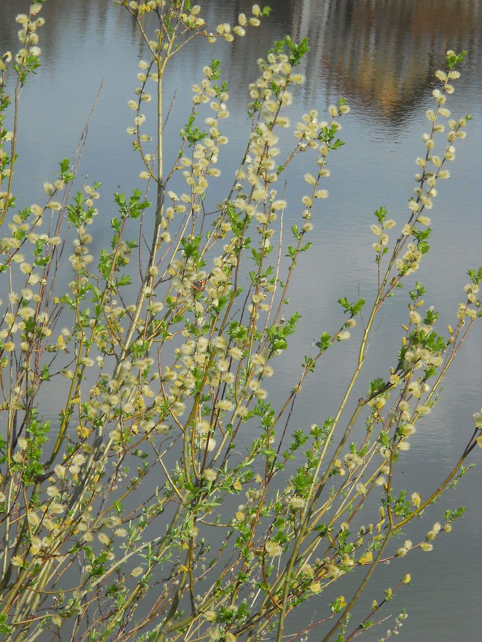 Nikon Coolpix L21 sample photo. Willow, spring, butterfly photography