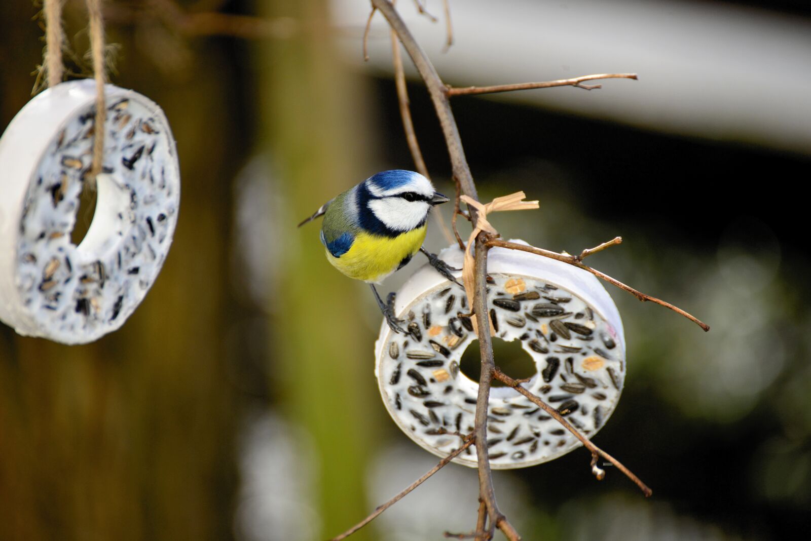 Nikon D610 sample photo. Tit, bird, tit rings photography