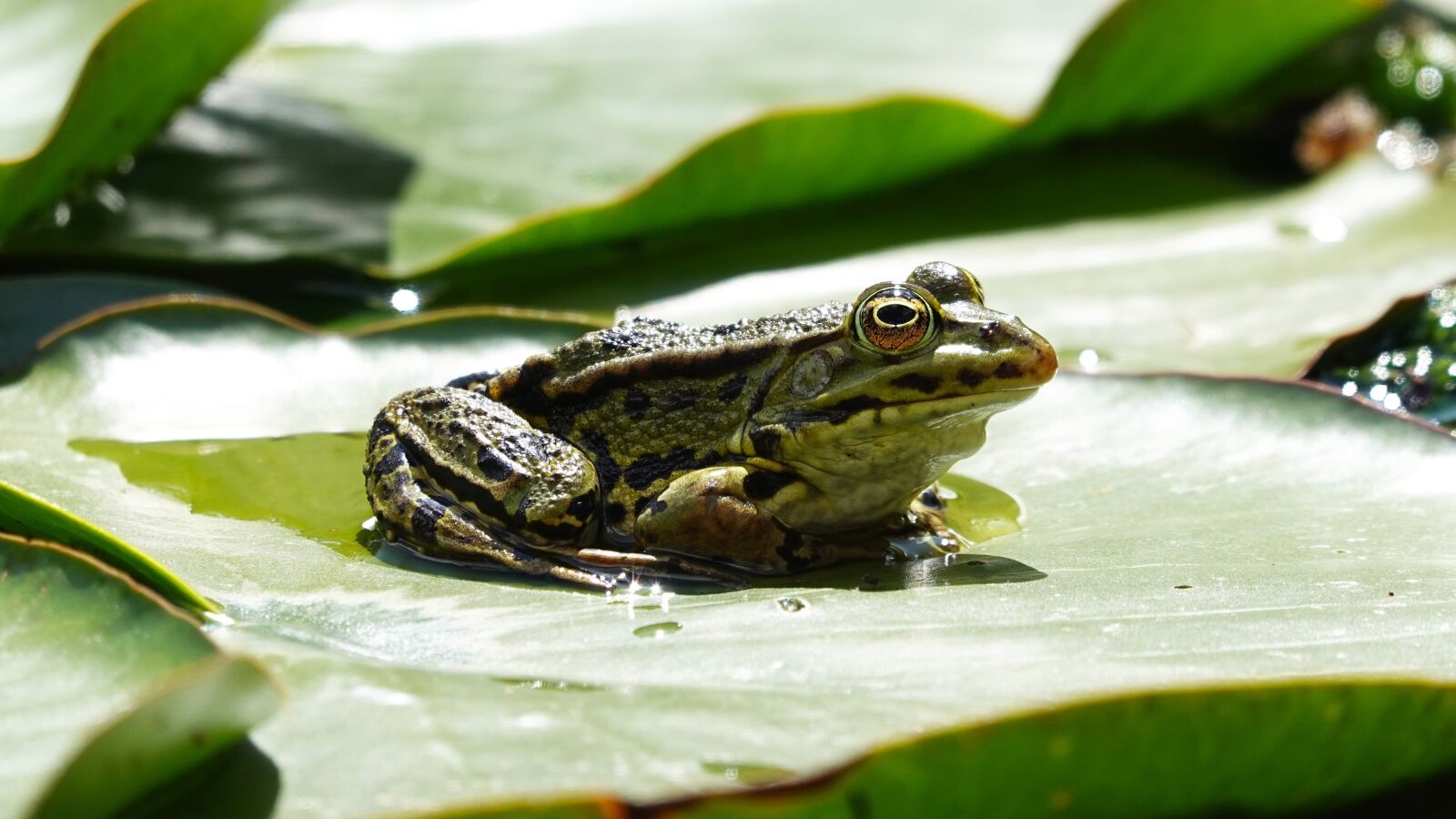 Sony Cyber-shot DSC-RX100 VI sample photo. Frog, amphibian, green photography