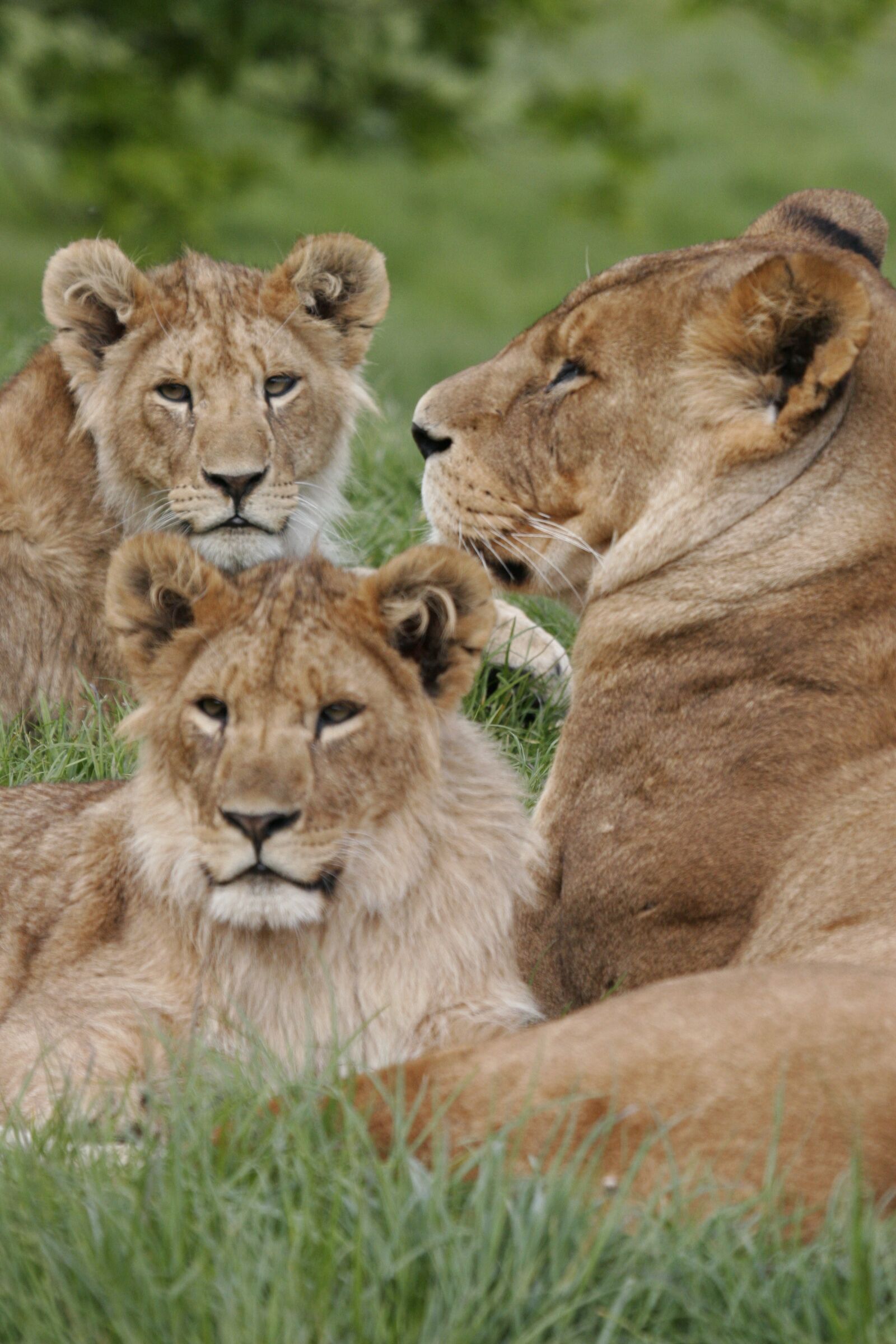 Canon EOS 20D sample photo. Lioness, lion cubs, lion photography