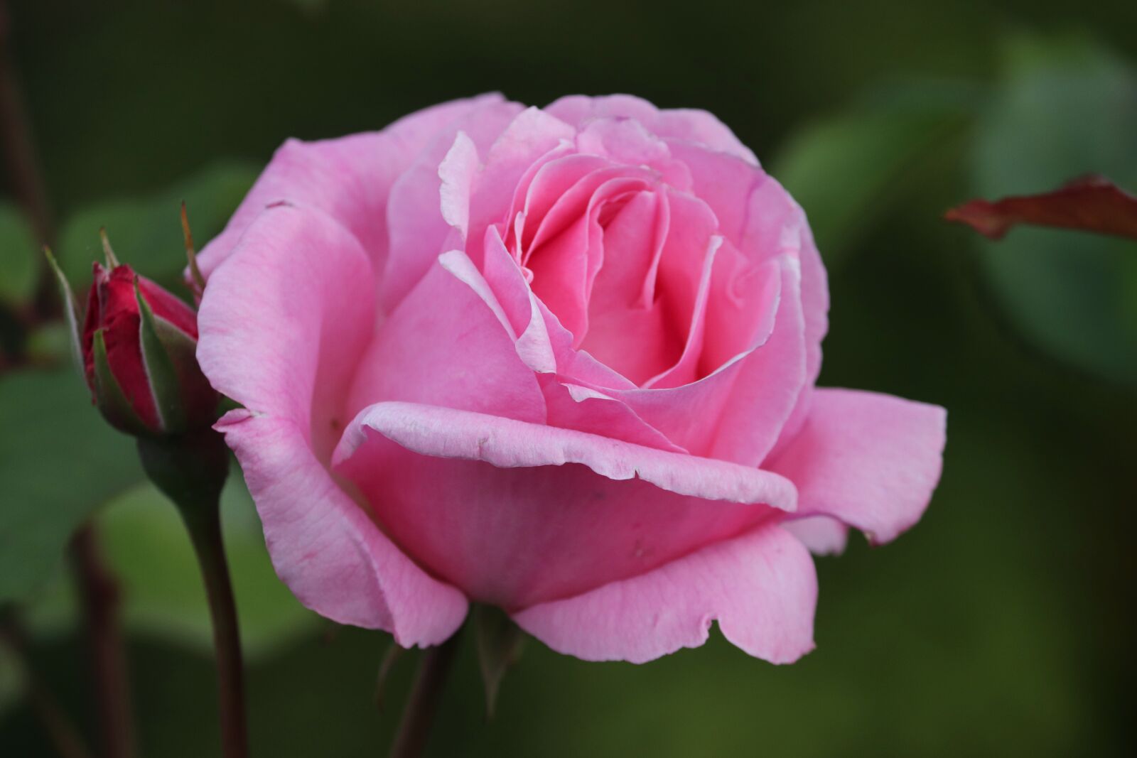 Canon EOS 200D (EOS Rebel SL2 / EOS Kiss X9) sample photo. Rose, bud, summer photography