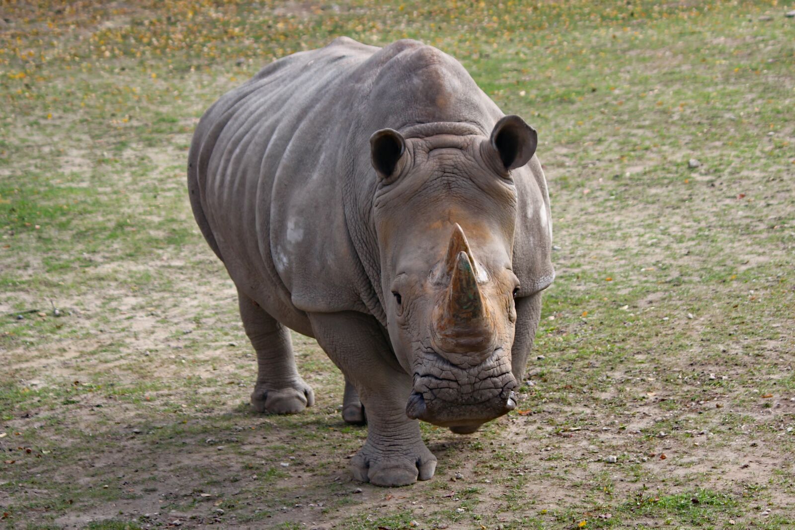 Canon EOS 550D (EOS Rebel T2i / EOS Kiss X4) sample photo. Rhinoceros, grenadier, southern photography