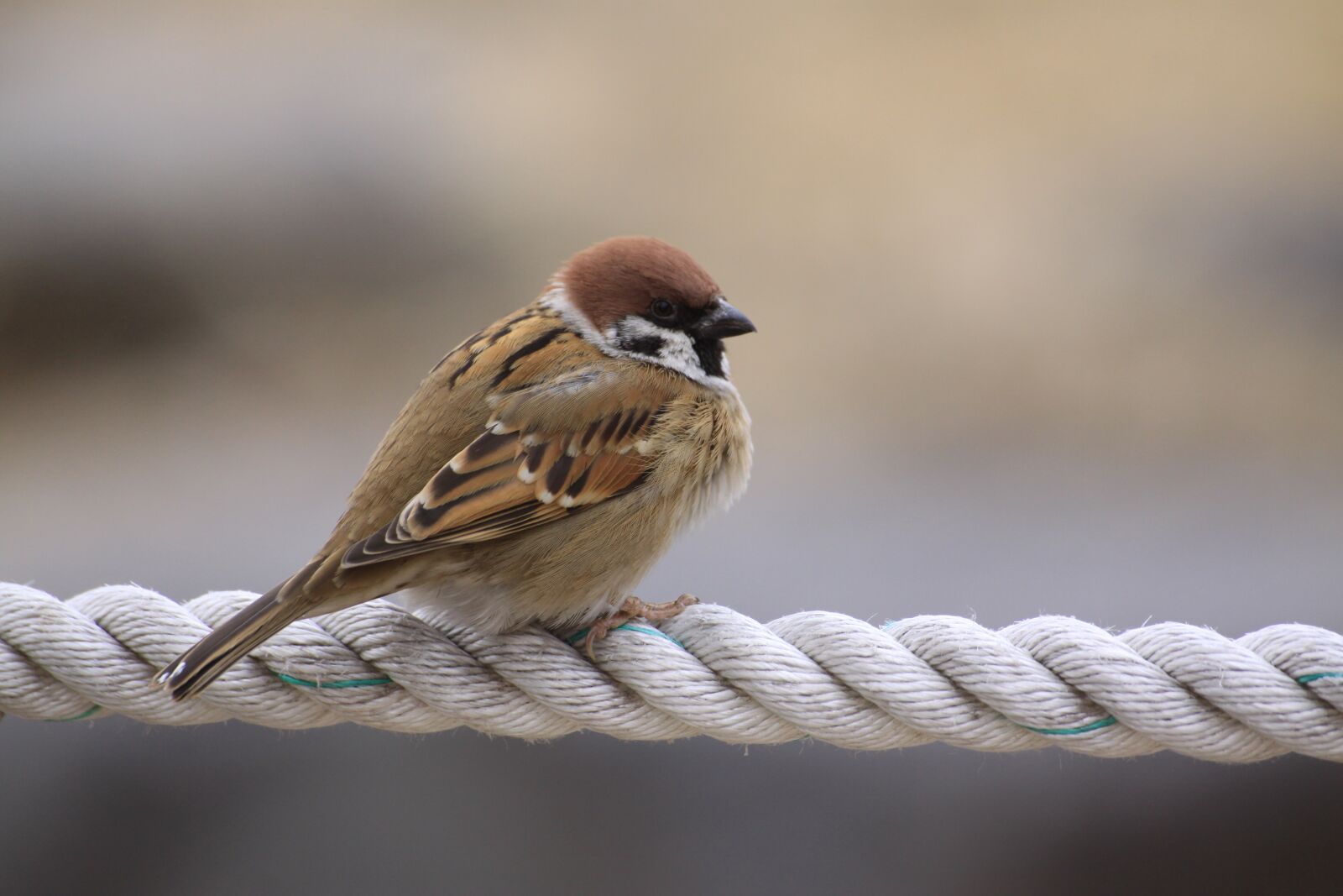 Canon EOS 50D sample photo. Sparrow, resident bird, winter photography