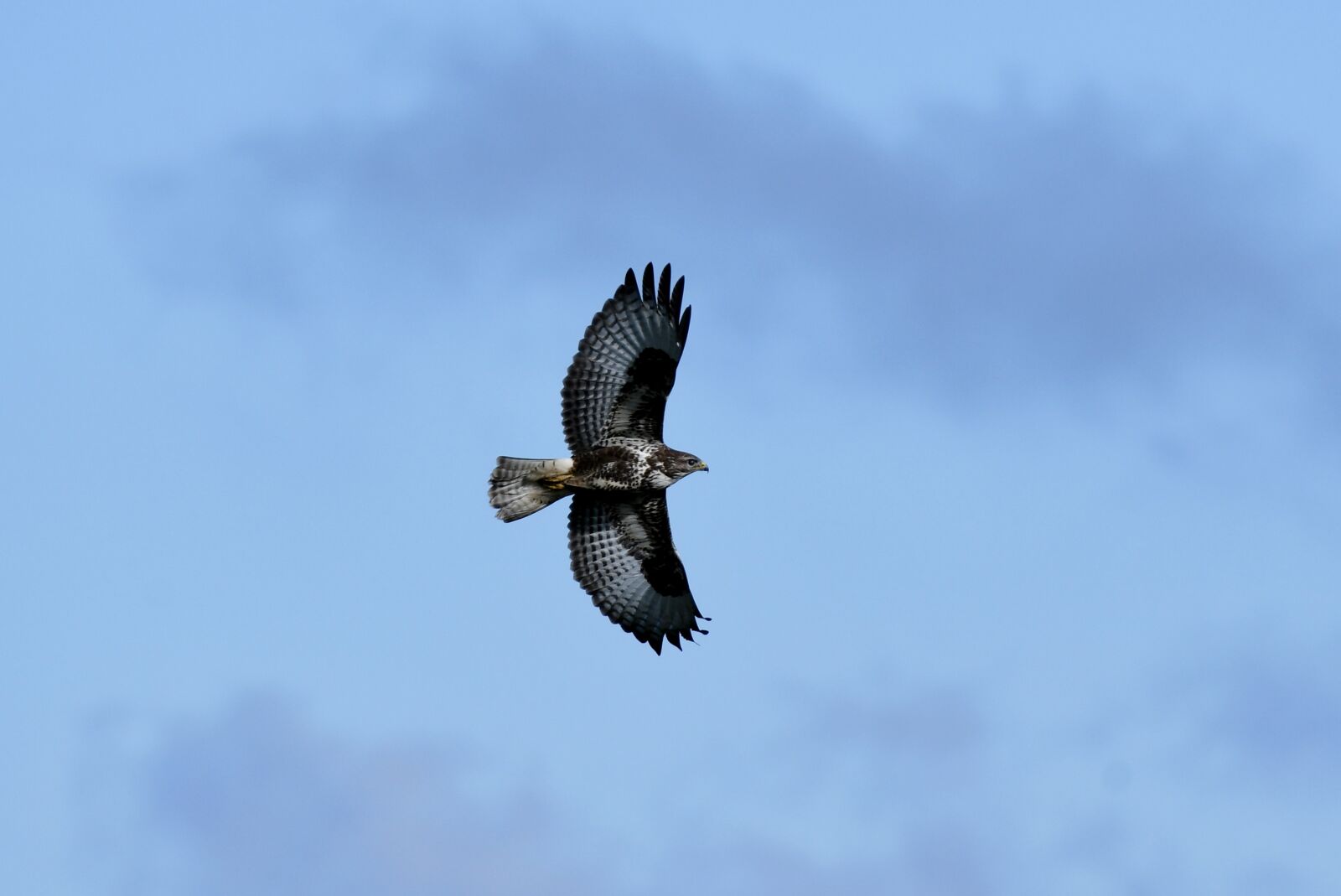 Nikon D500 sample photo. Common buzzard, bird of photography