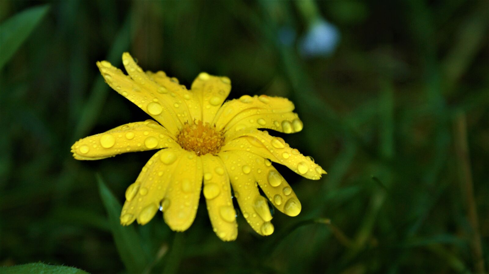Sony Alpha DSLR-A350 sample photo. Flower, rain, bloom photography