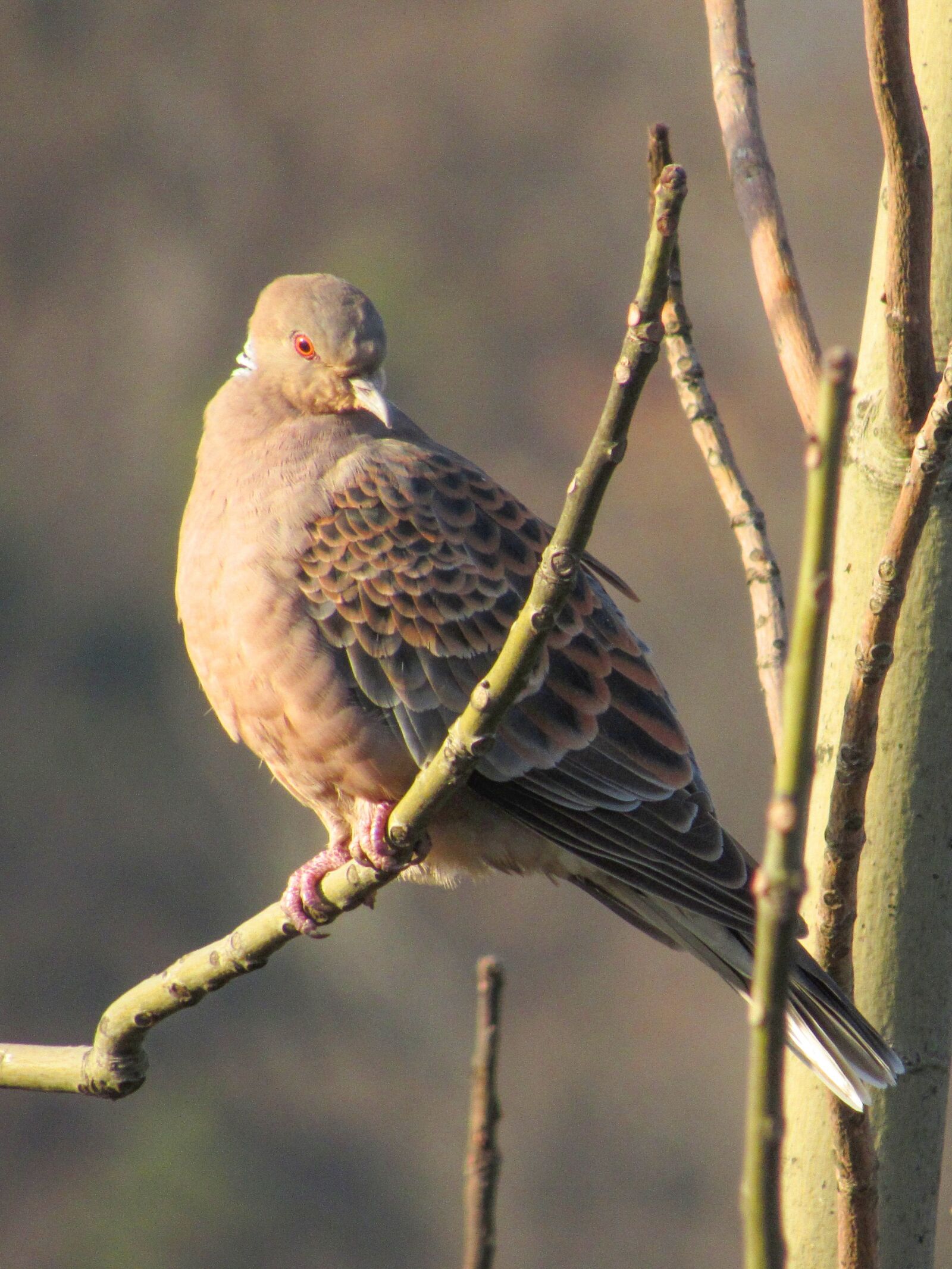 Canon PowerShot SX530 HS sample photo. Bird, animal, nature photography