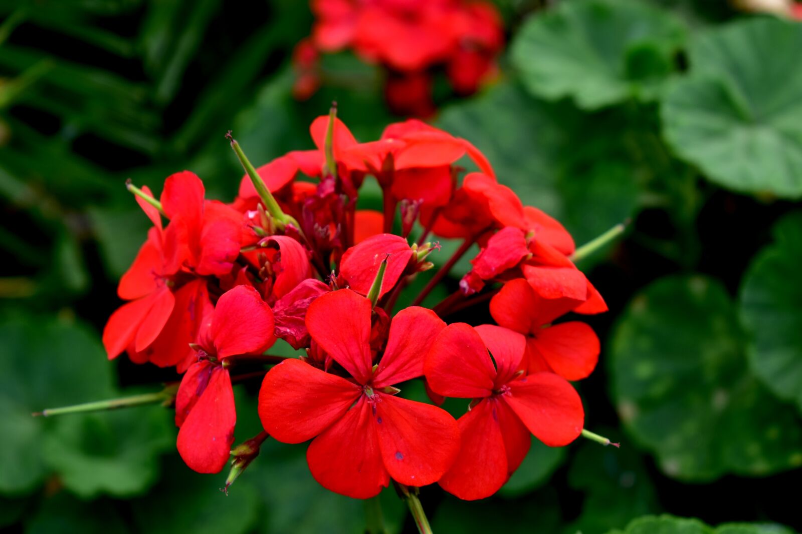 Nikon D5600 sample photo. Geranium, flower, garden photography