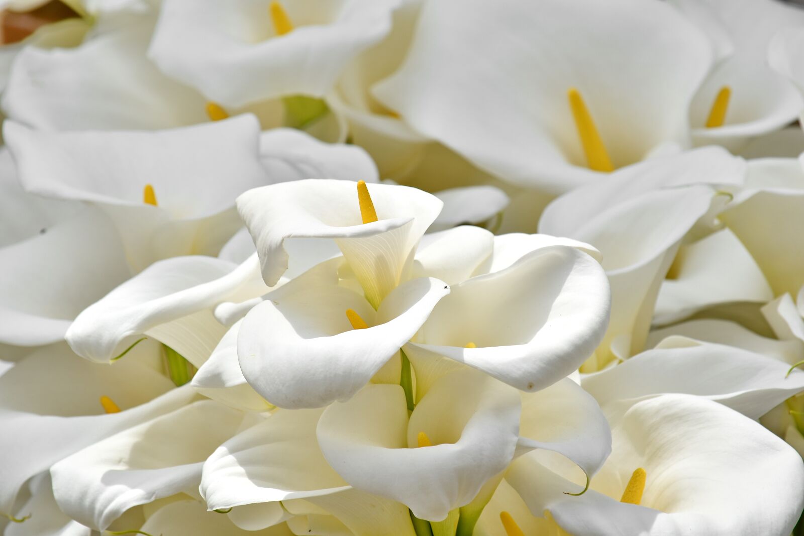 Nikon D5500 sample photo. Elegance, pistil, white flower photography