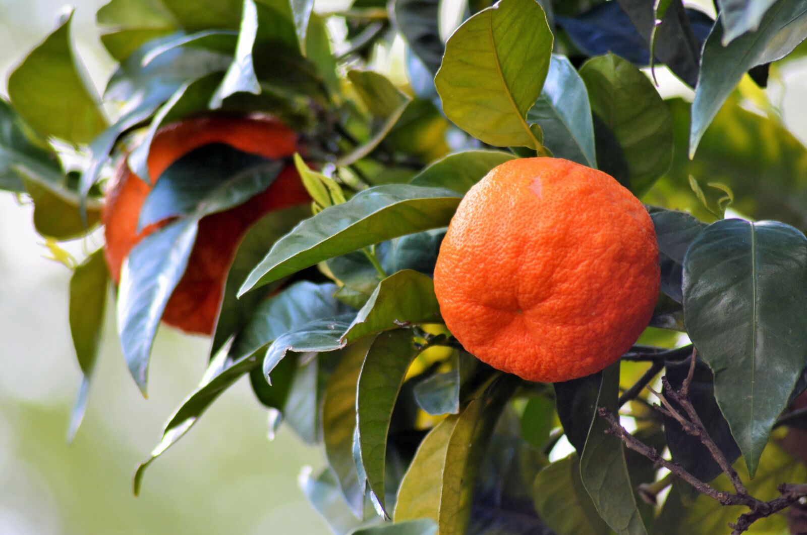 Nikon D5100 sample photo. Orange, nature, fruit tree photography