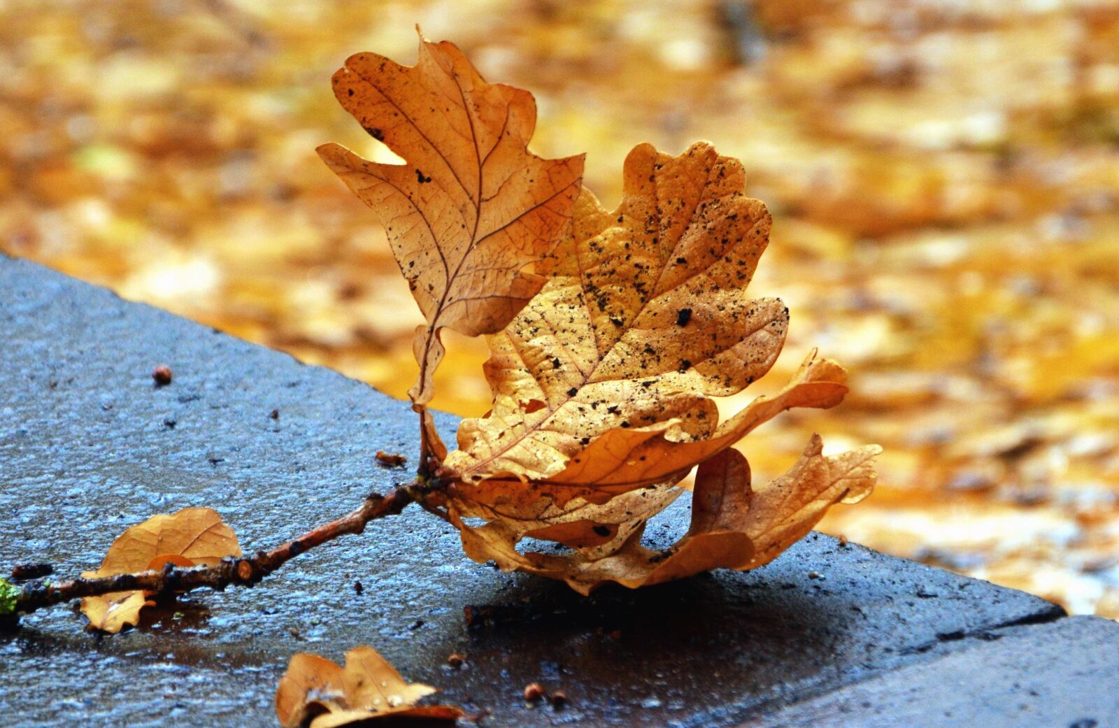 Nikon D5200 sample photo. Autumn, leaf, concrete, road photography