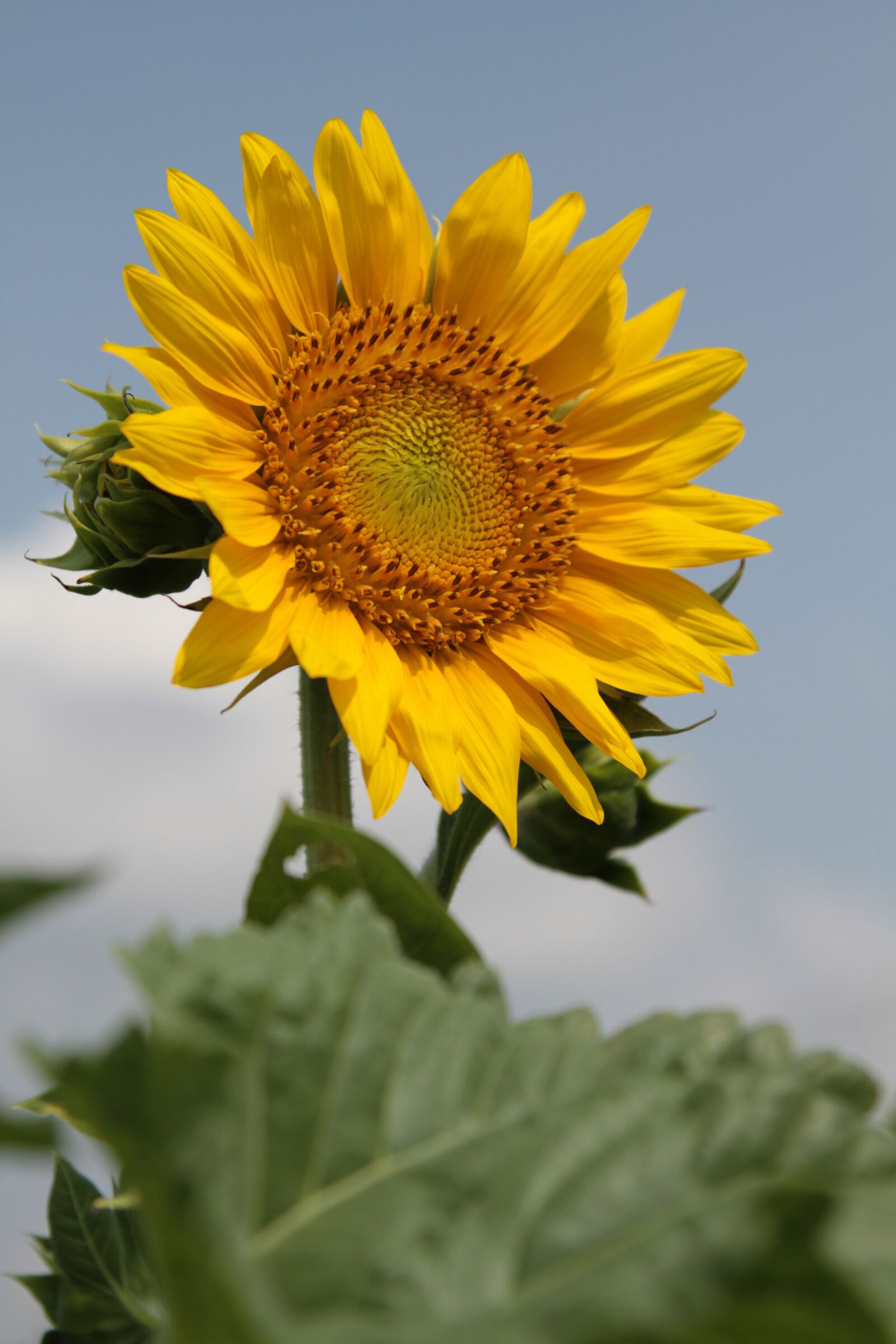 Canon EOS 7D sample photo. Sunflower, yellow, flower photography