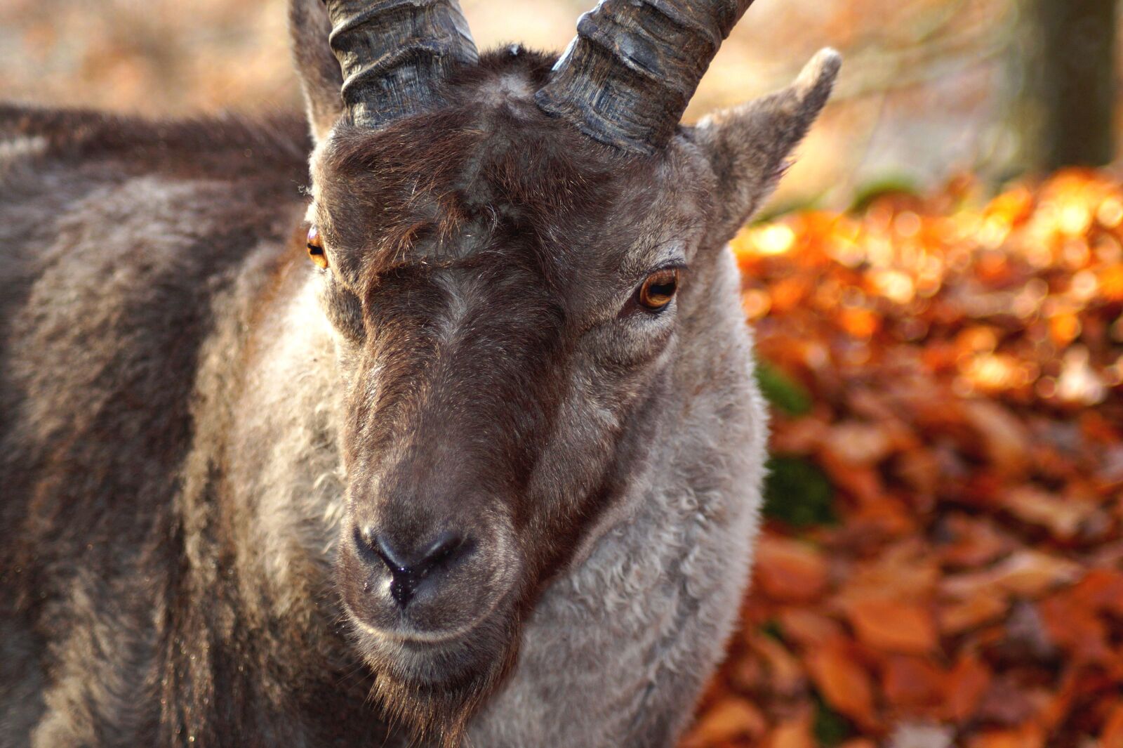 Sony SLT-A58 sample photo. Bock, animal, nature photography