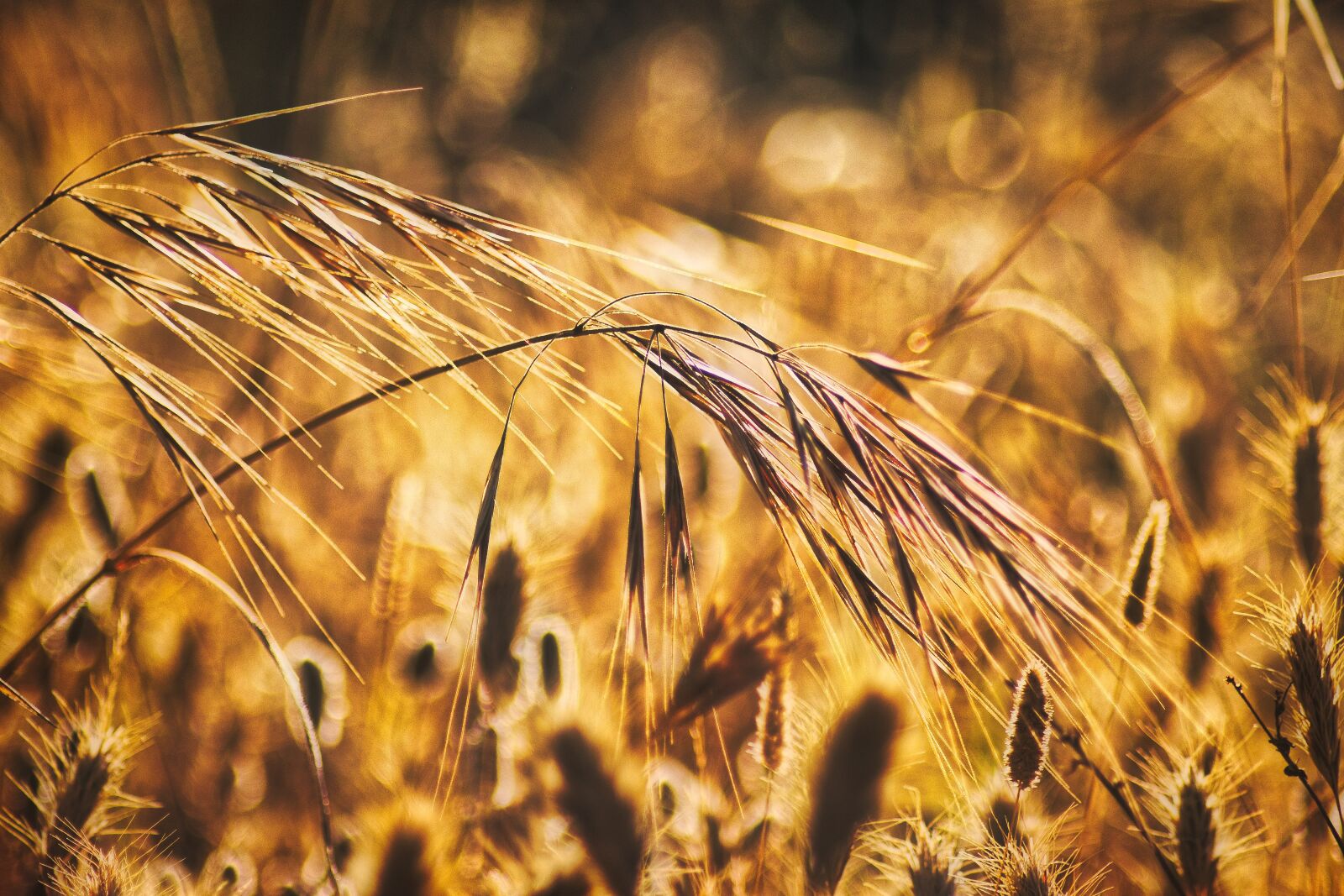 Canon EOS 80D sample photo. Grain, summer, plant photography