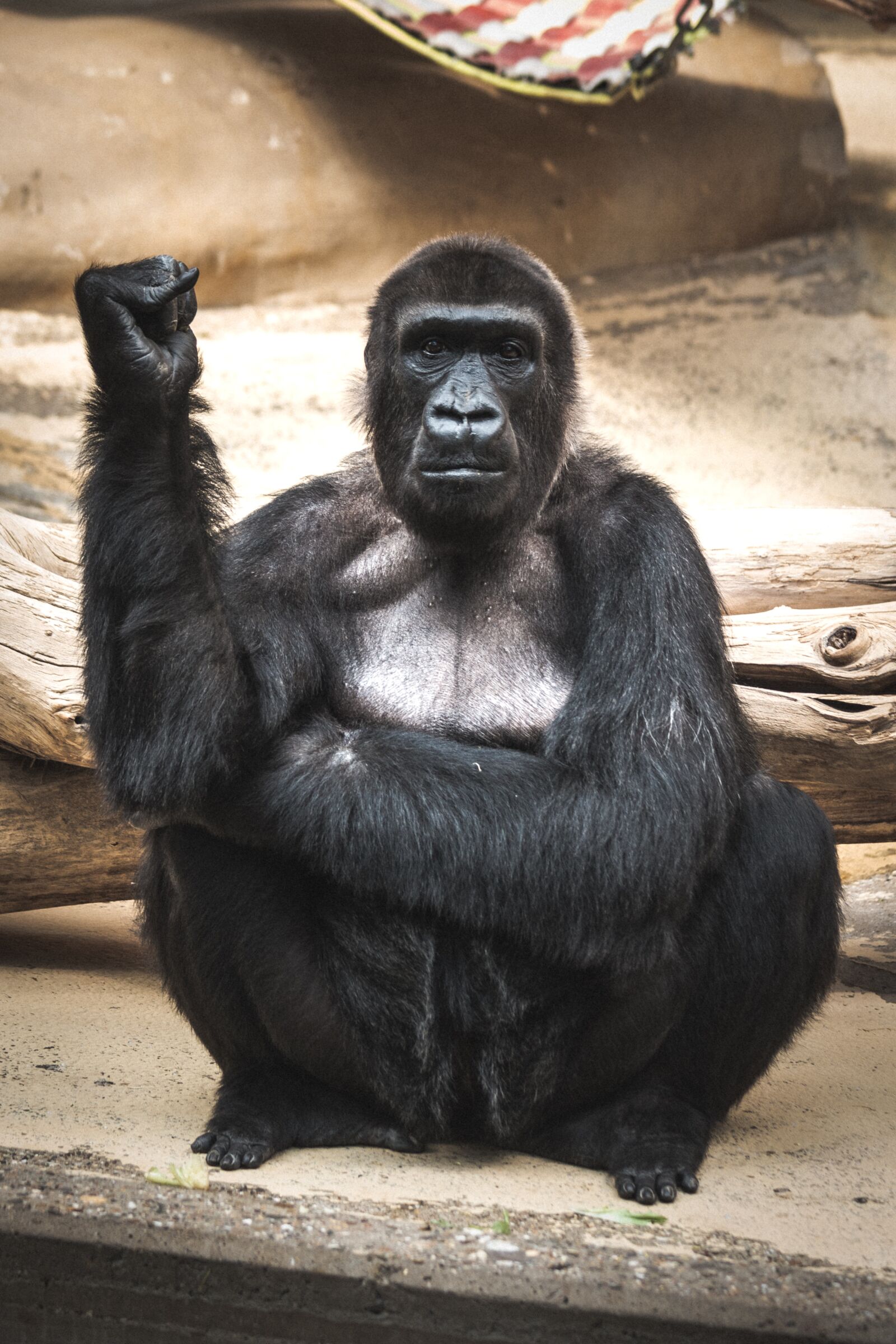 Canon EF 70-300mm F4-5.6 IS USM sample photo. Monkey, zoo, animal photography