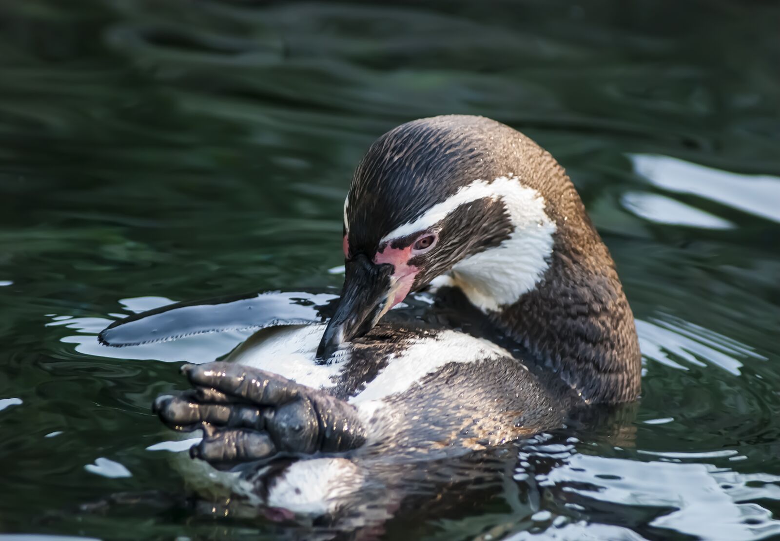 Nikon D80 sample photo. Penguin, animals, animal world photography