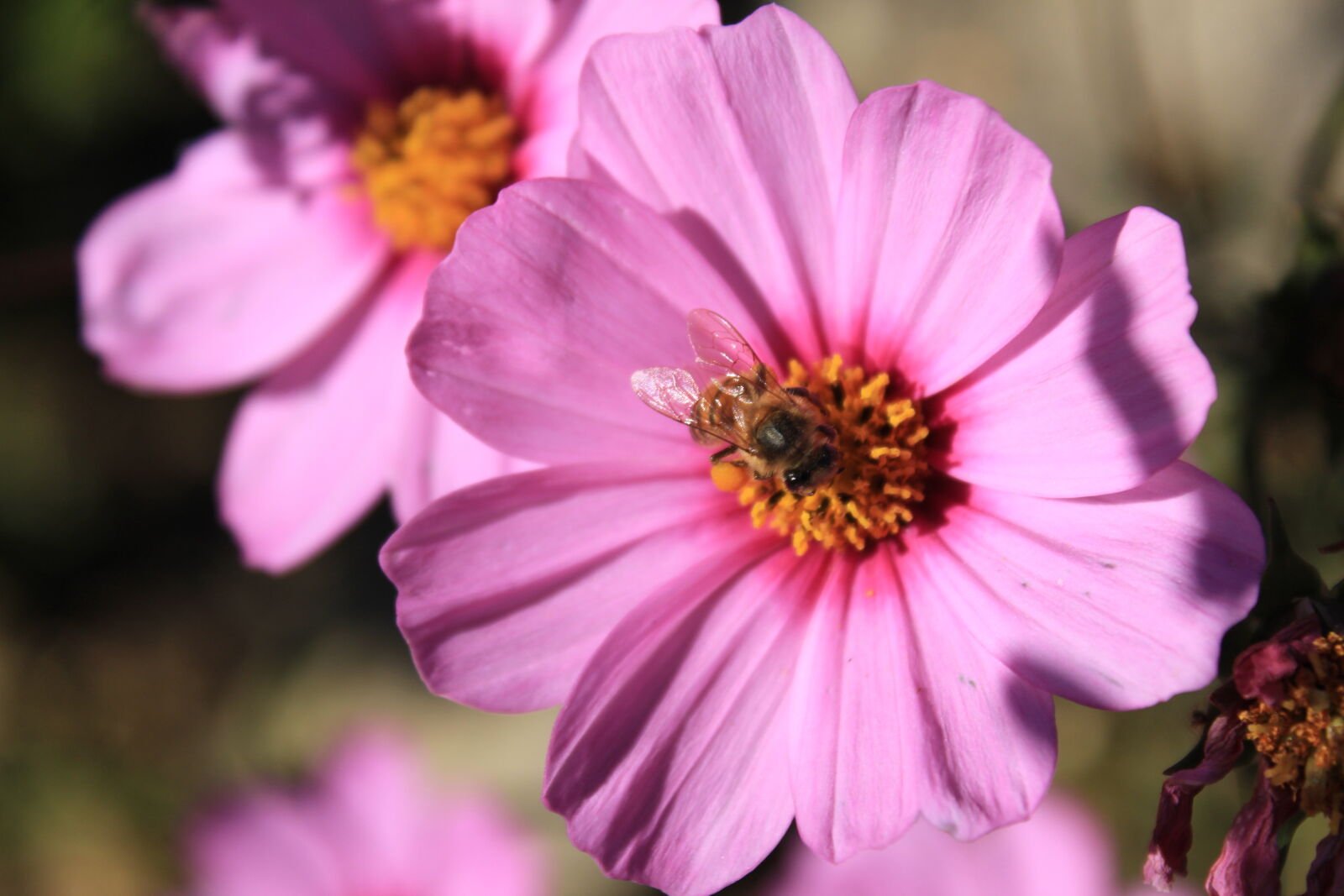 Canon EOS 1300D (EOS Rebel T6 / EOS Kiss X80) sample photo. Bee, on, flower, honey photography