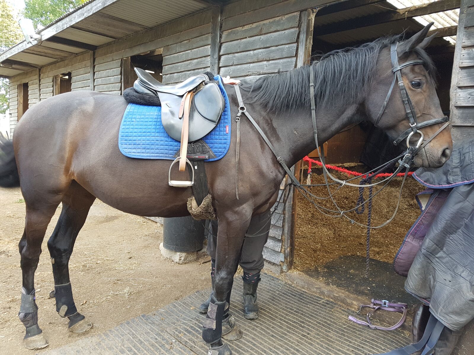 Samsung Galaxy S7 Edge sample photo. Horse, stable, animal photography