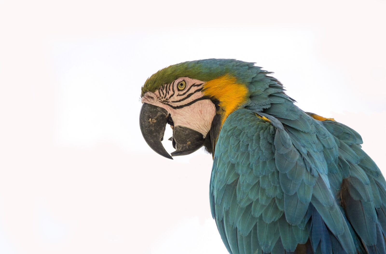 Nikon D3200 sample photo. Bird, feather, parrot photography