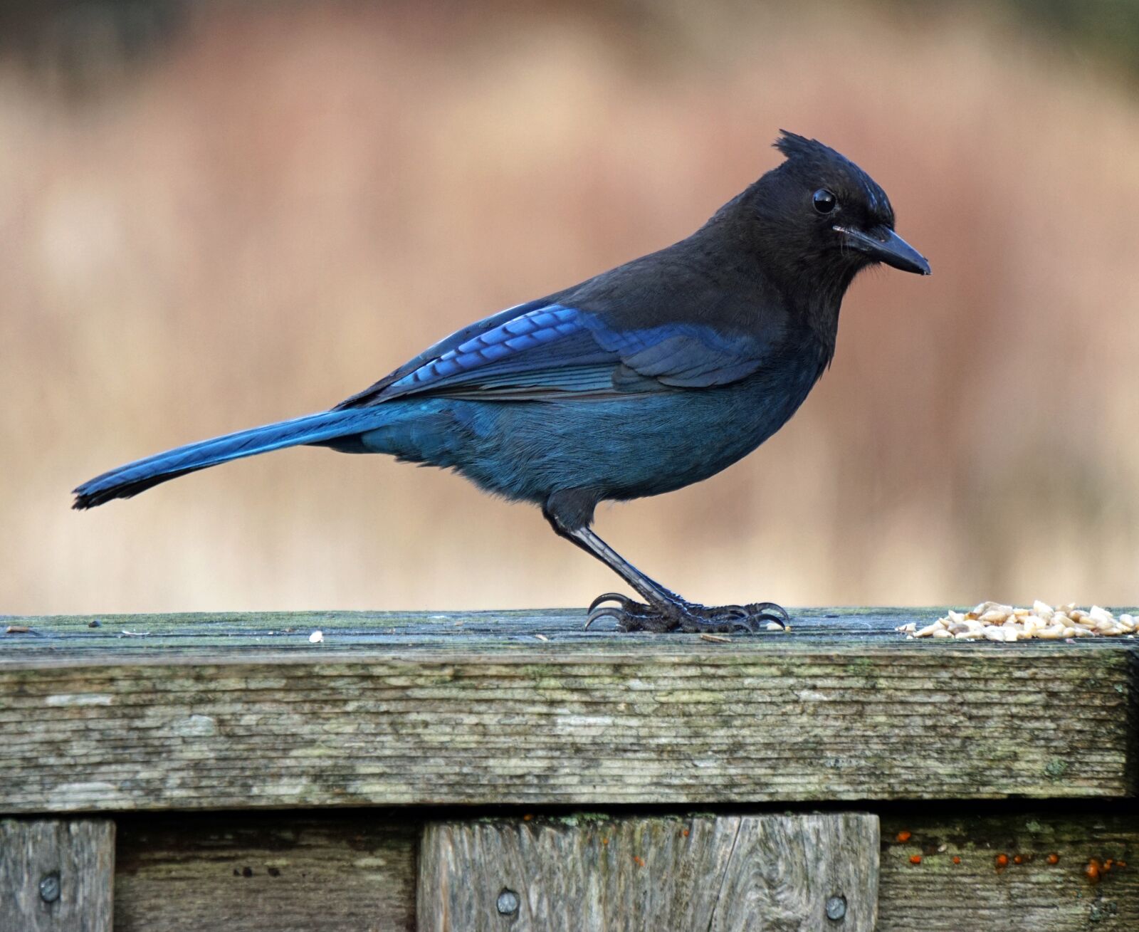 Sony E 55-210mm F4.5-6.3 OSS sample photo. Bird, wildlife, nature photography