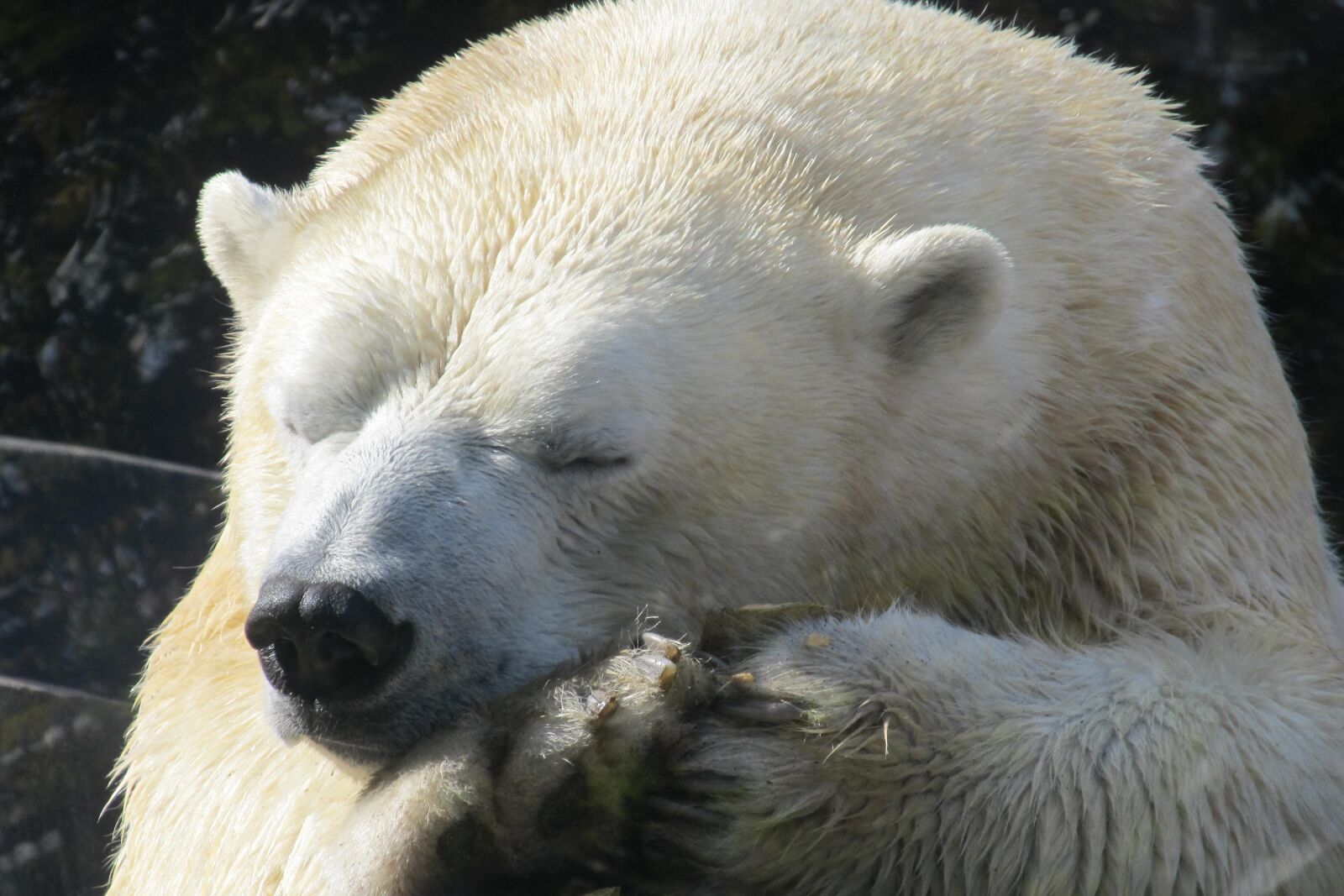 Canon PowerShot SX130 IS sample photo. Polar bear, sleeping, close photography