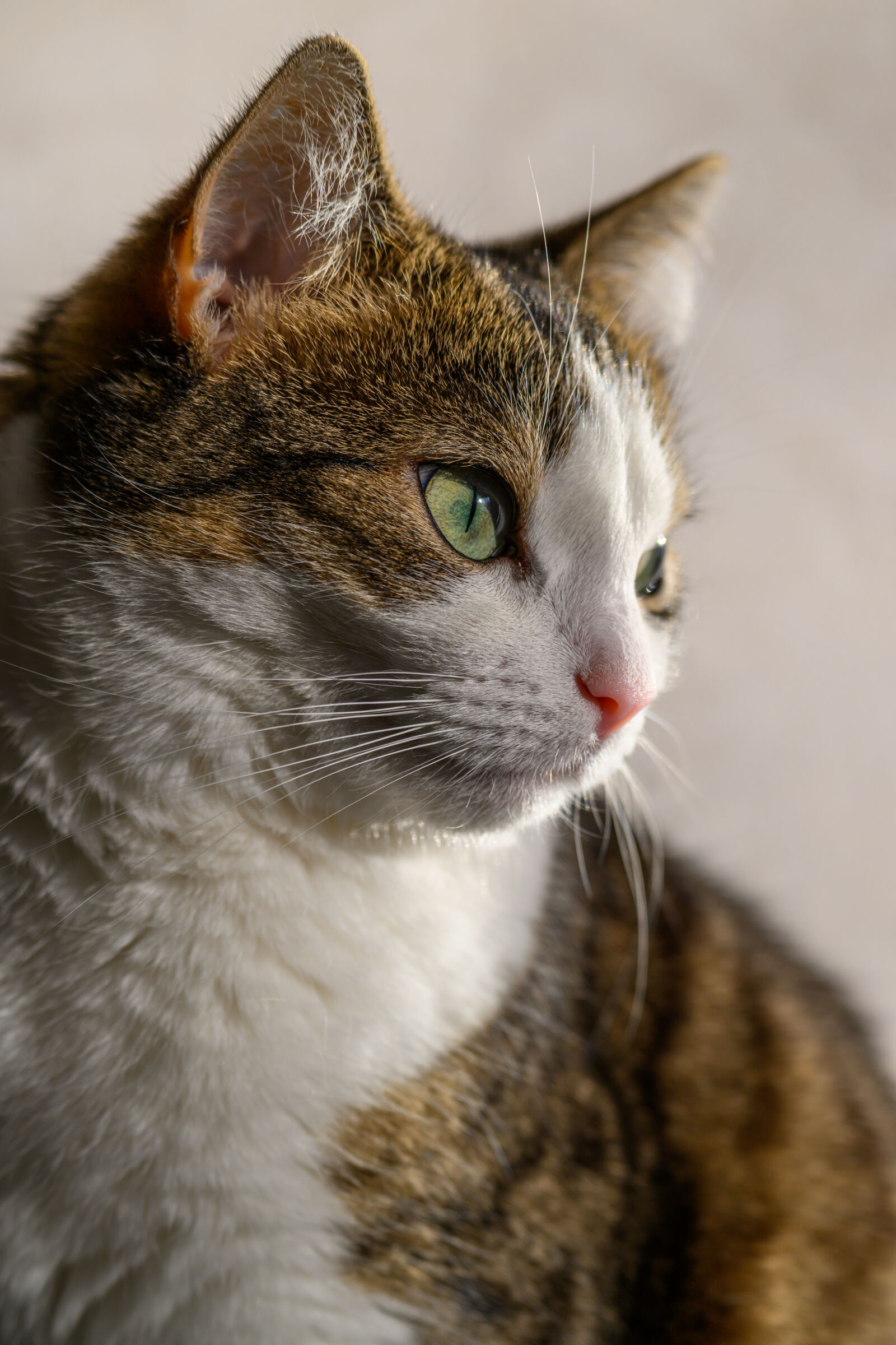 Nikon Z9 sample photo. Morning cat photography