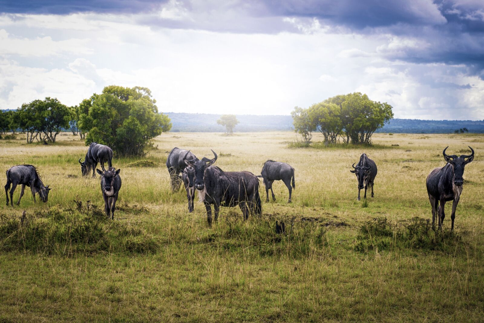 Nikon D3S sample photo. Animal, wildebeest, safari photography