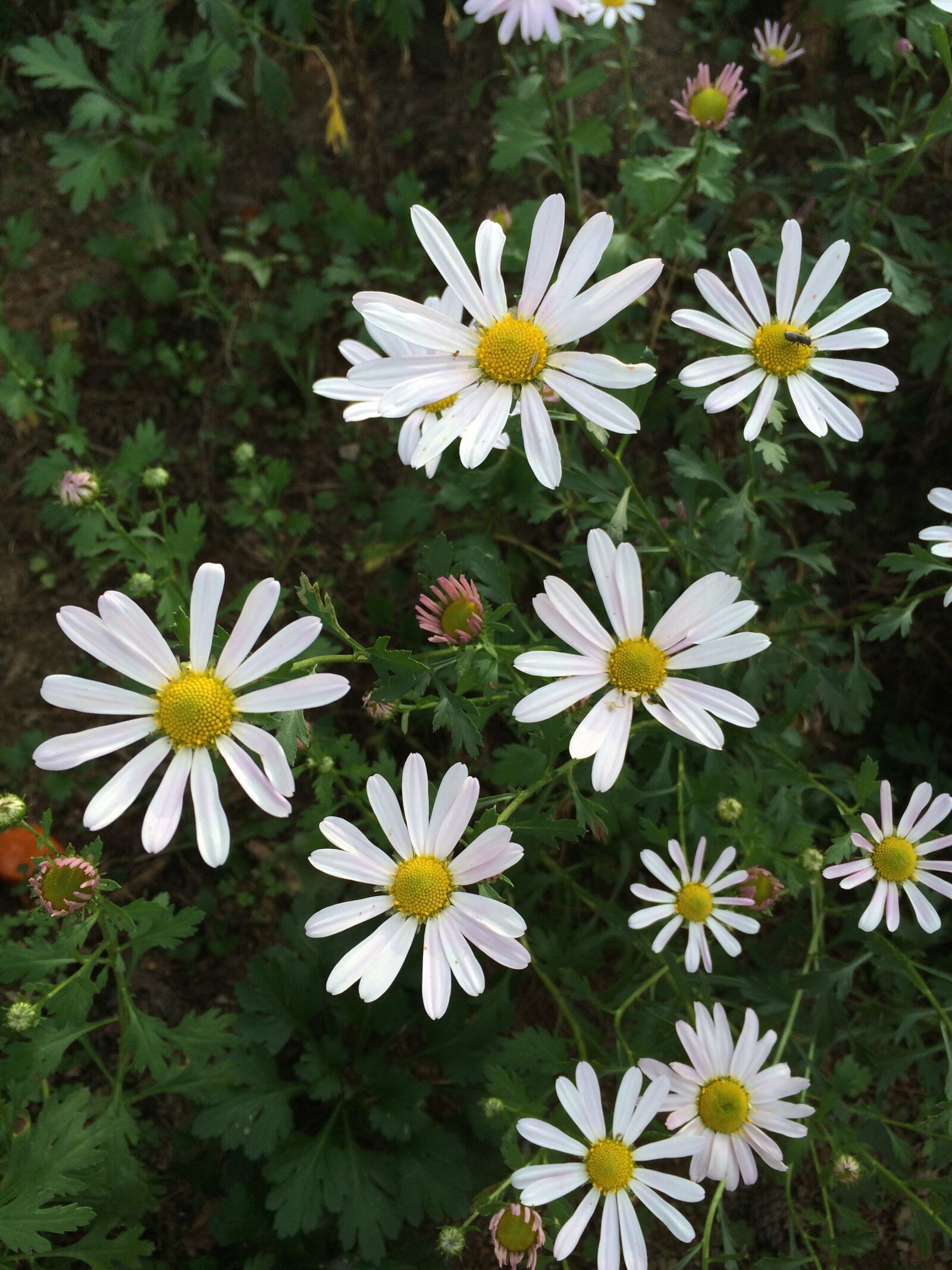 iPhone 5s back camera 4.15mm f/2.2 sample photo. Gujeolcho, flowers, autumn photography