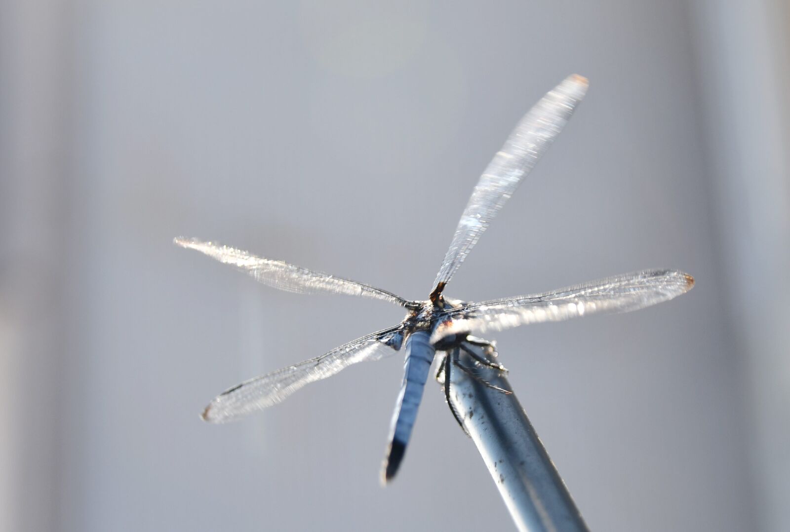 Nikon D500 sample photo. Dragonfly, light, autumn photography