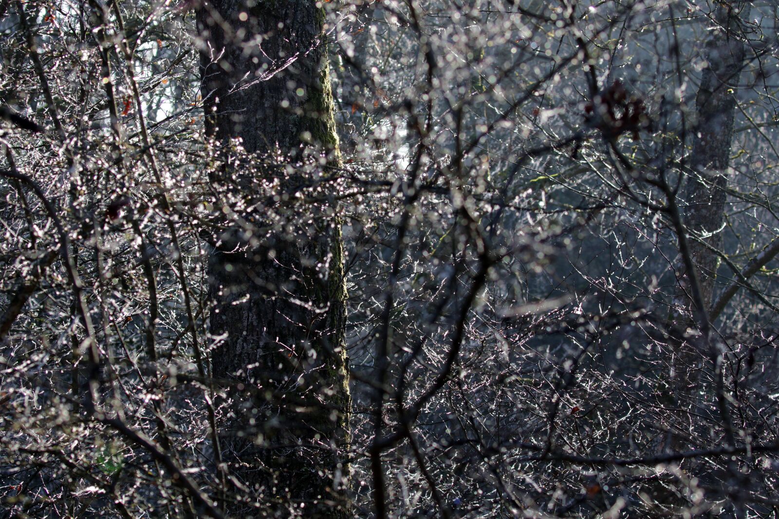 Canon EOS 7D Mark II sample photo. Trees, lighting, fog photography