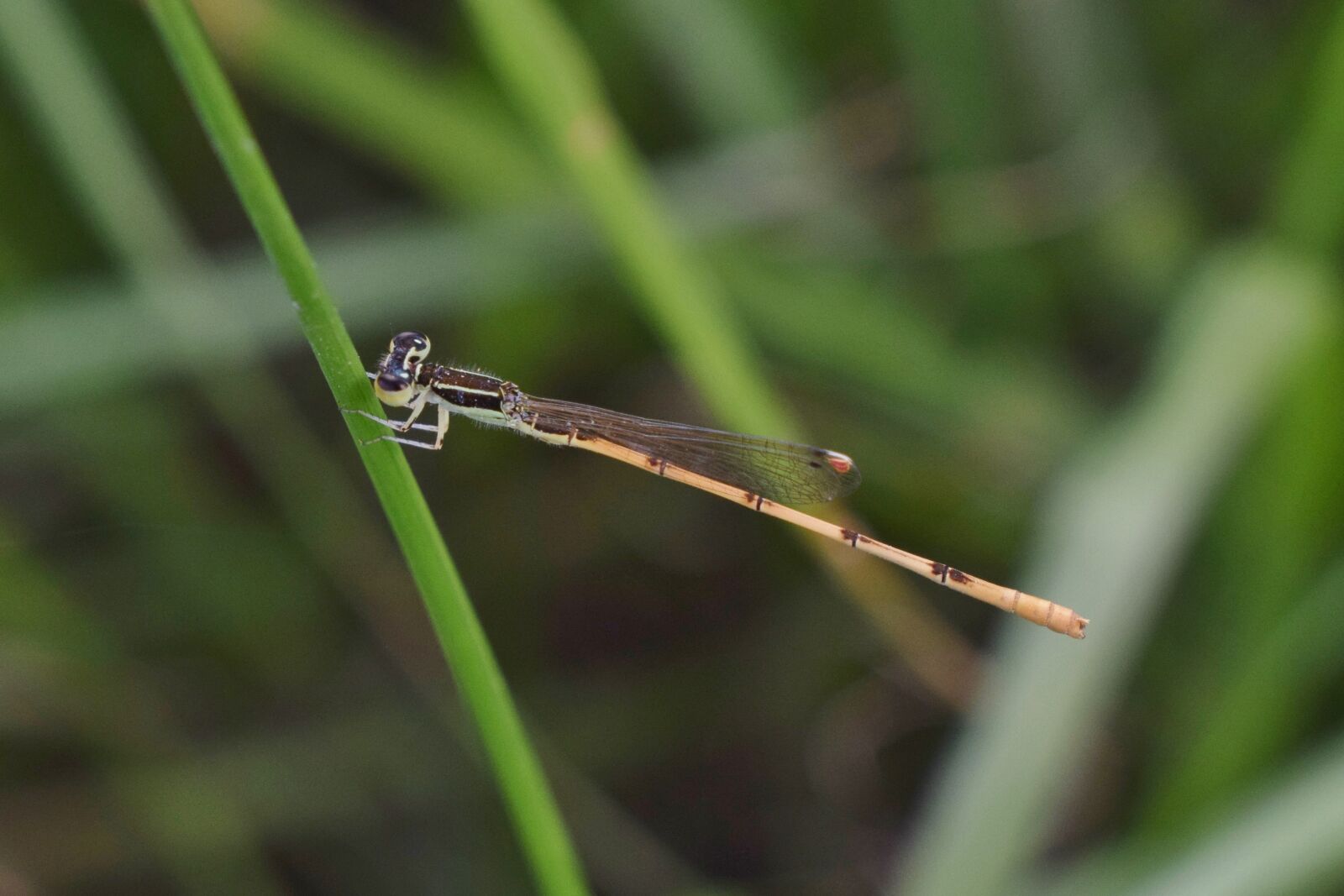 Nikon D5300 sample photo. Damselfly, insect, insectoid photography