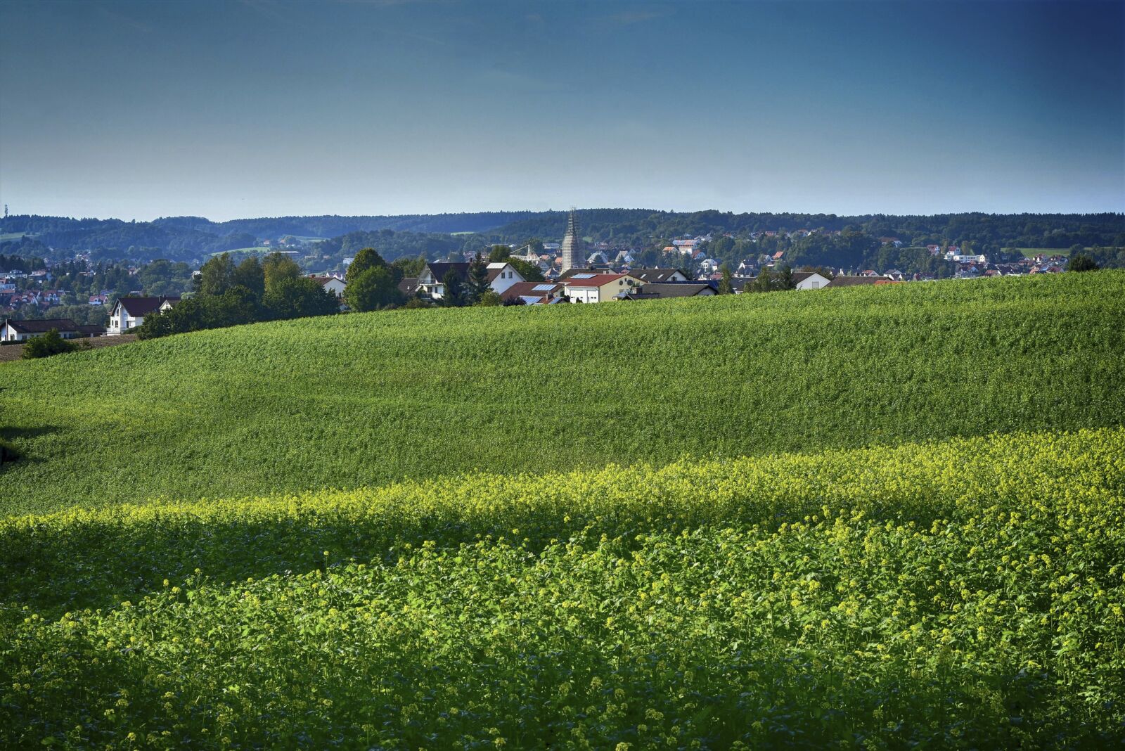 Nikon D7200 sample photo. Landscape, trees, field photography