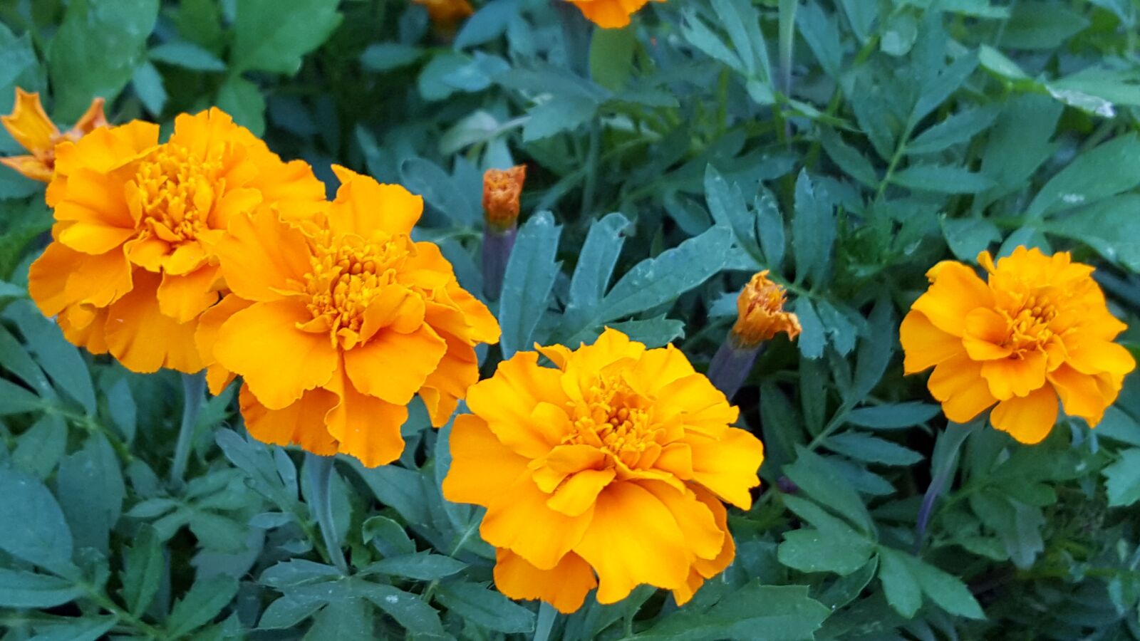 Samsung GALAXY S6 edge sample photo. Flower, tagetes, orange photography