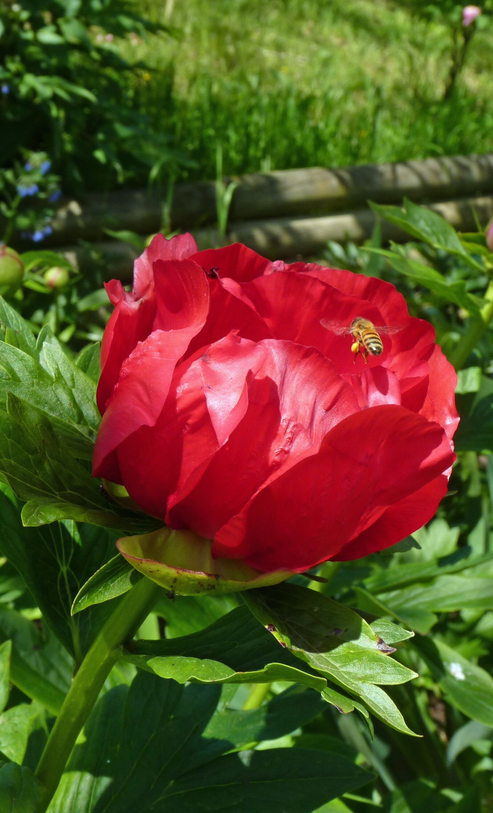 Panasonic Lumix DMC-FZ35 (Lumix DMC-FZ38) sample photo. Flower, peony, flowering photography