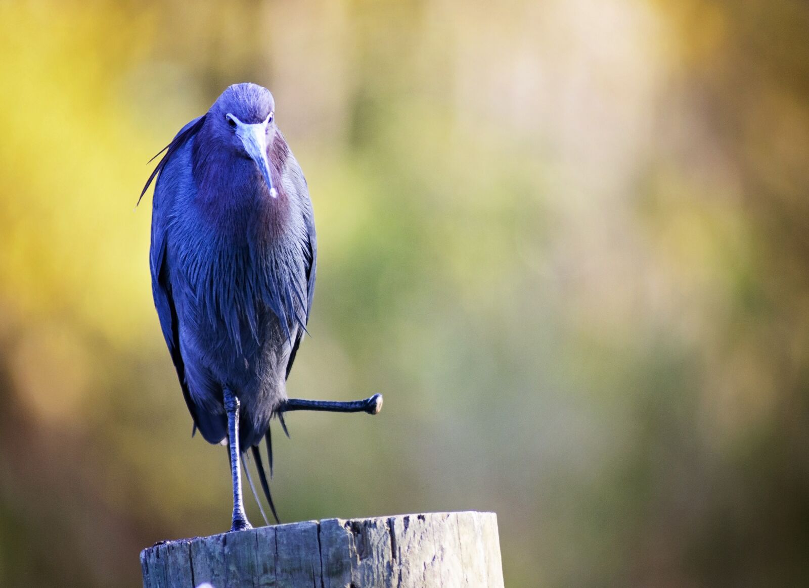 Nikon D7100 sample photo. Bird, missing, foot photography
