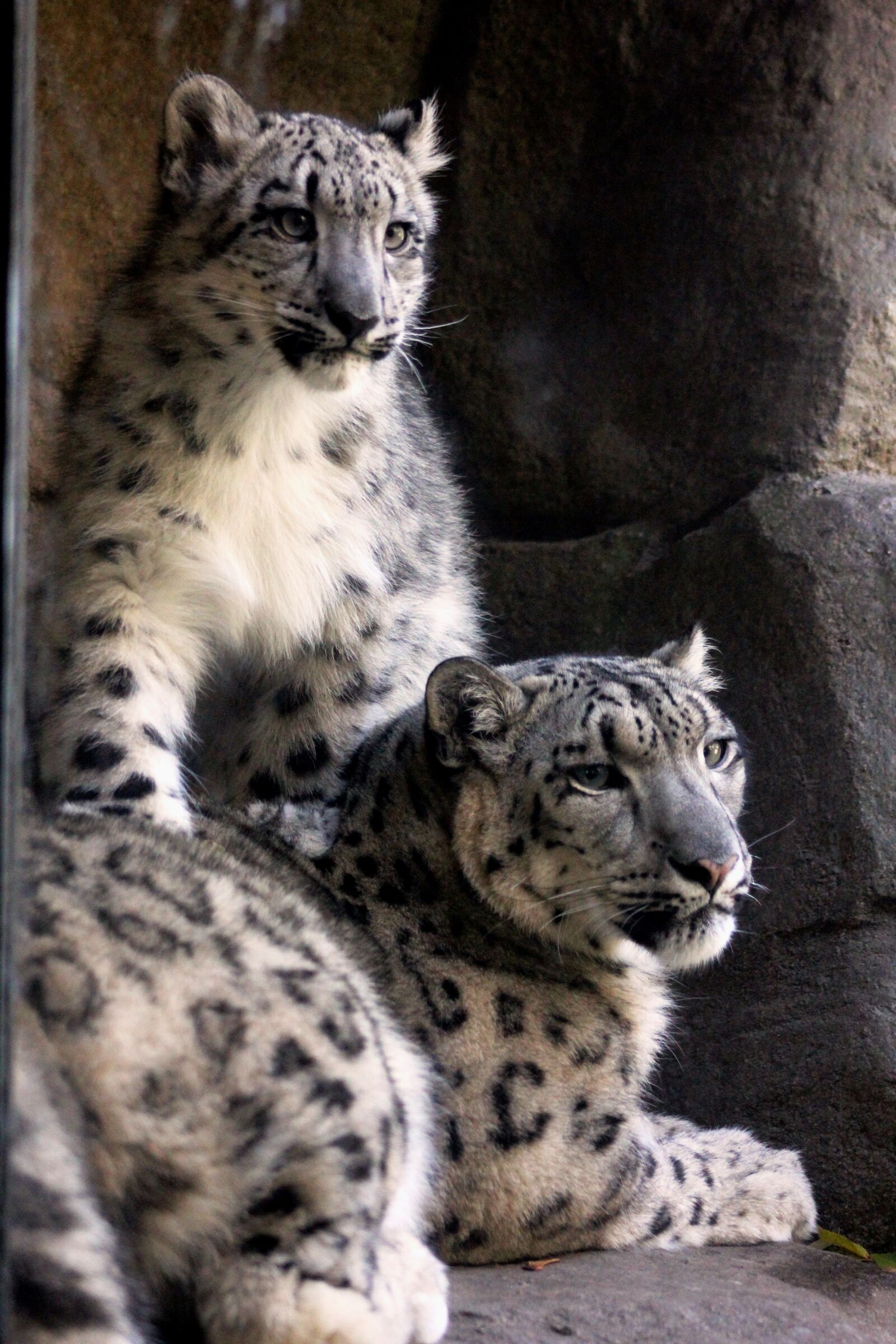 Canon EOS 60D sample photo. Snow cats, mother, nature photography
