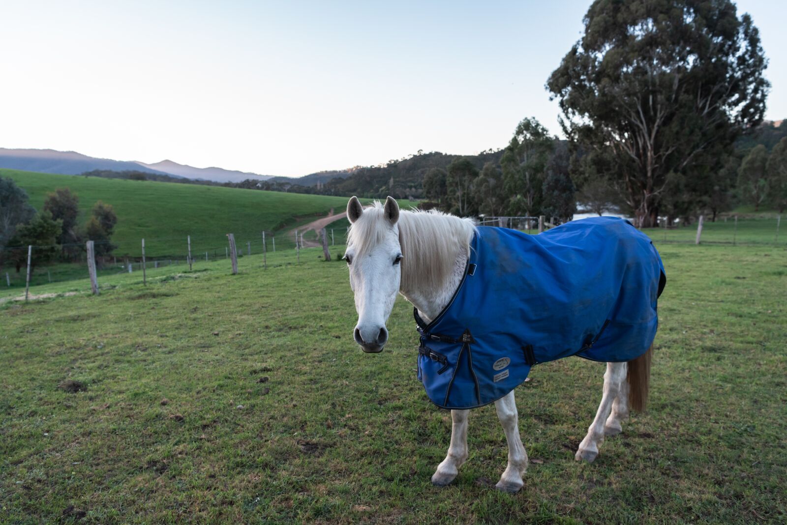 Nikon D750 sample photo. Horse, pony, australian pony photography