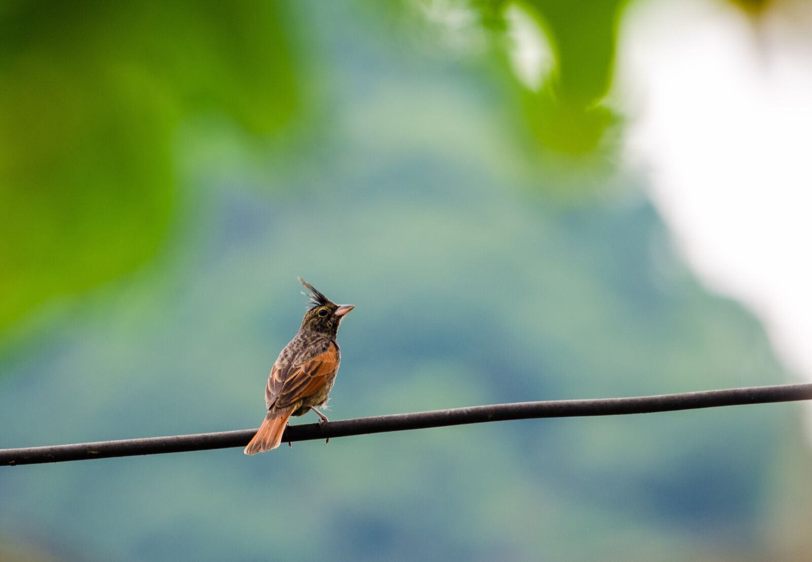 Nikon D5100 sample photo. Crested bunting, melophus lathami photography