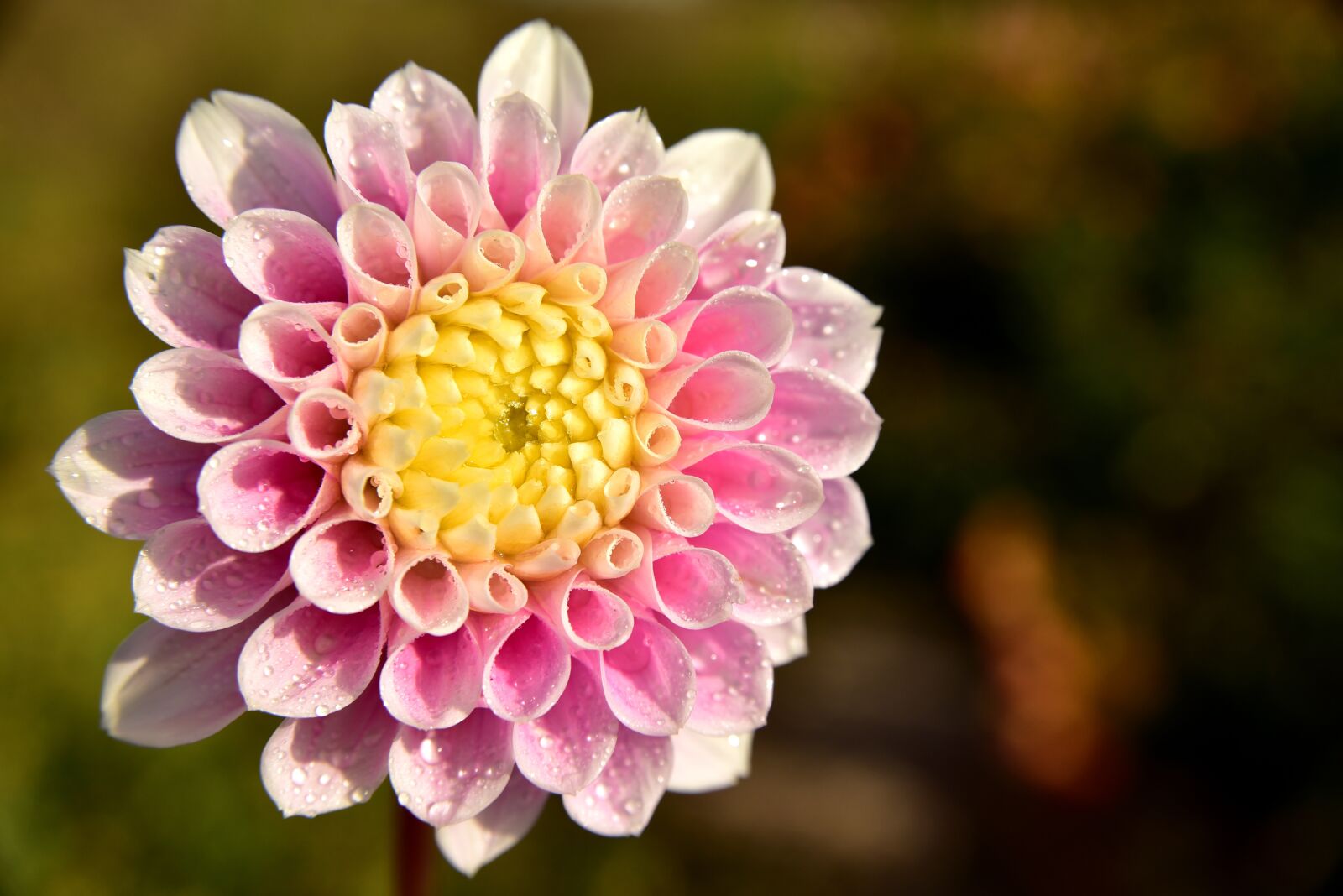 Nikon D750 sample photo. Dahlia, blossom, bloom photography