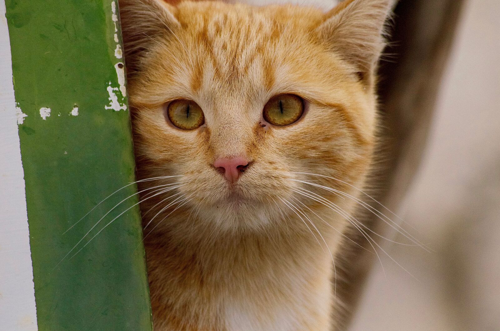 Nikon D5100 sample photo. Portrait, animalia, nice photography