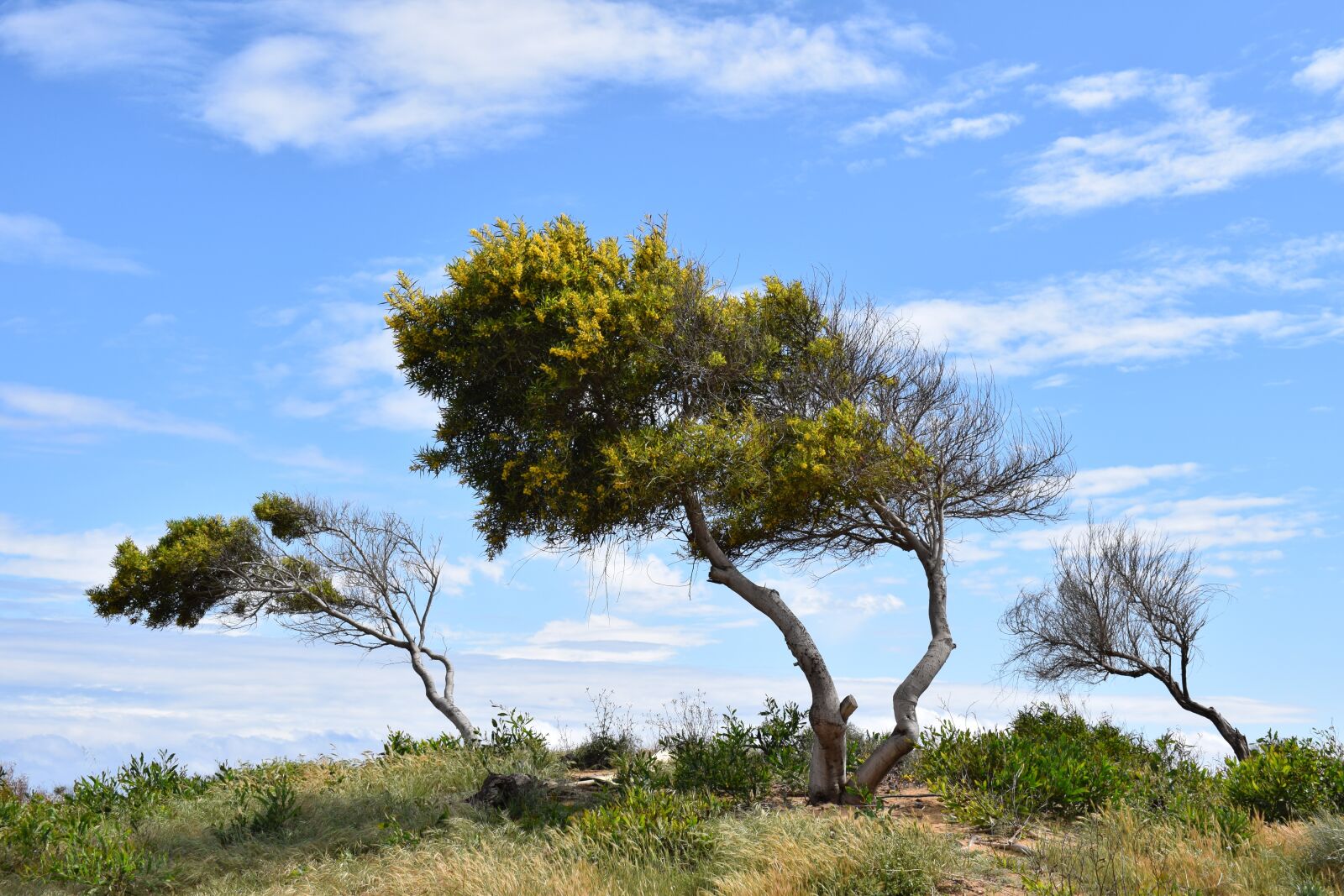 Nikon D3300 sample photo. Trees, dune, landscape photography