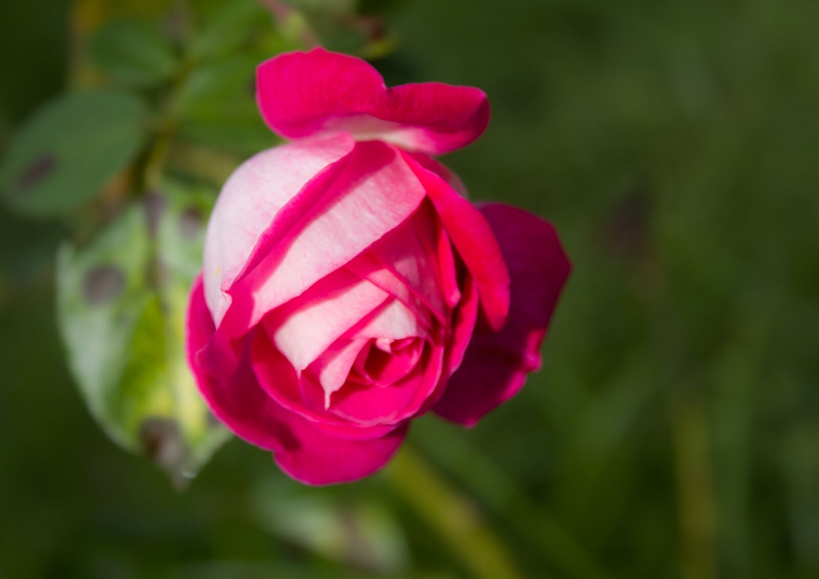 Canon EOS 550D (EOS Rebel T2i / EOS Kiss X4) sample photo. Petals, autumn, rosa photography