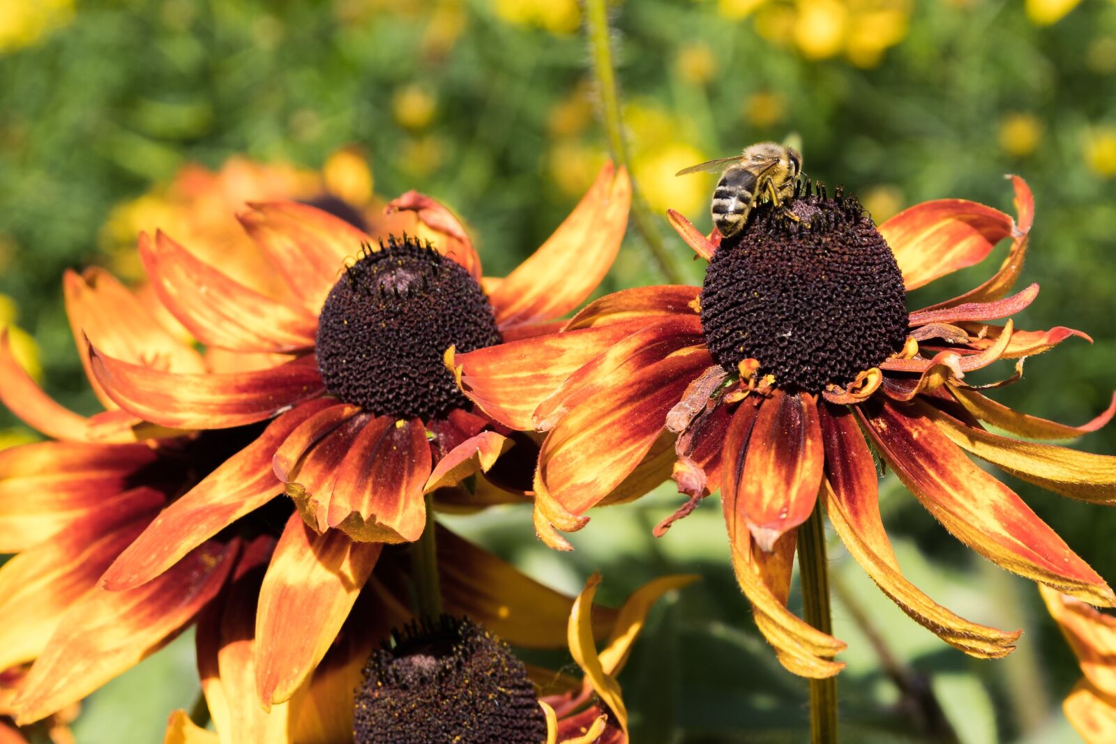 Pentax K-70 + Sigma 17-50mm F2.8 EX DC HSM sample photo. Nature, flower, summer photography