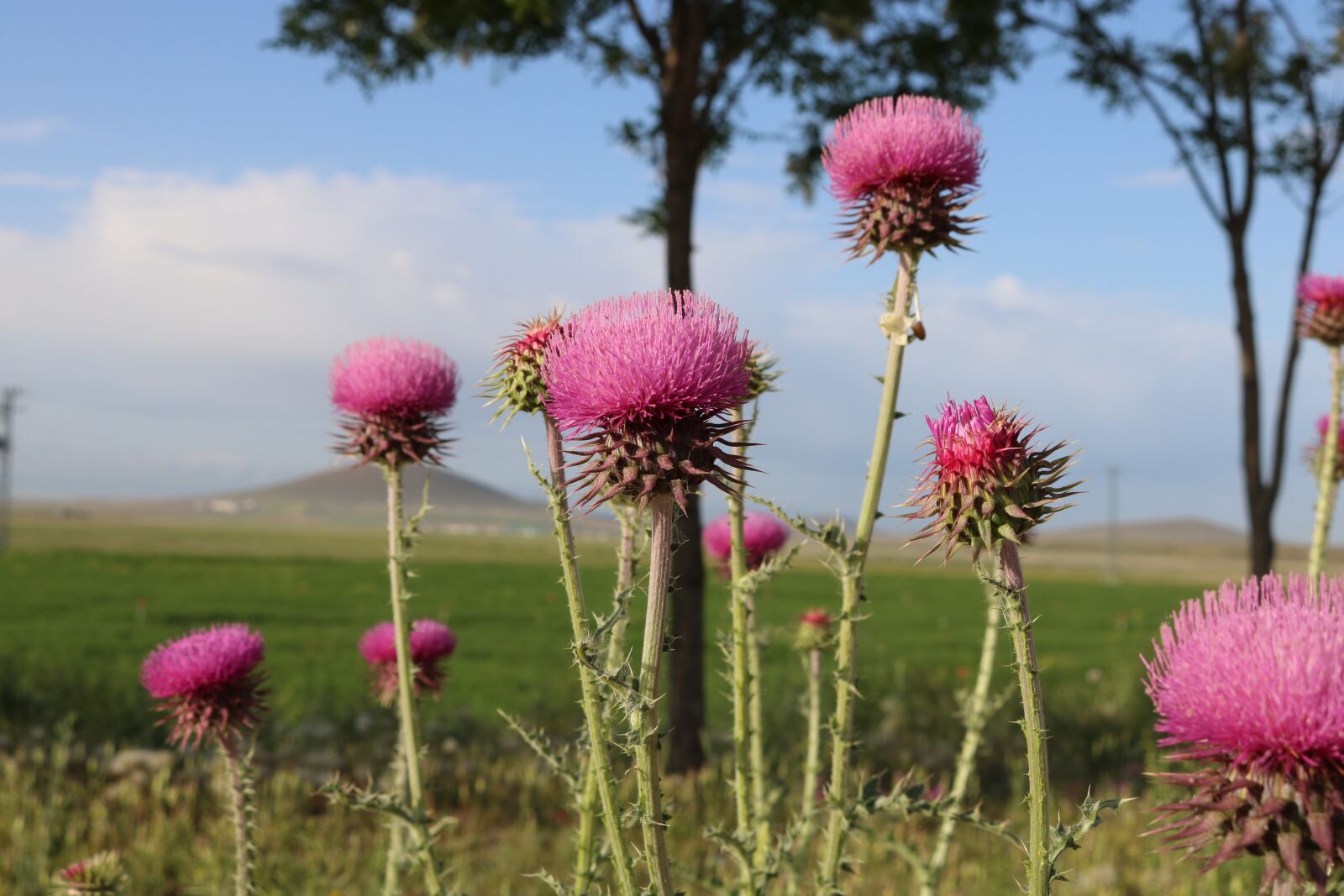 Canon EOS 750D (EOS Rebel T6i / EOS Kiss X8i) sample photo. Lila, flower, green photography